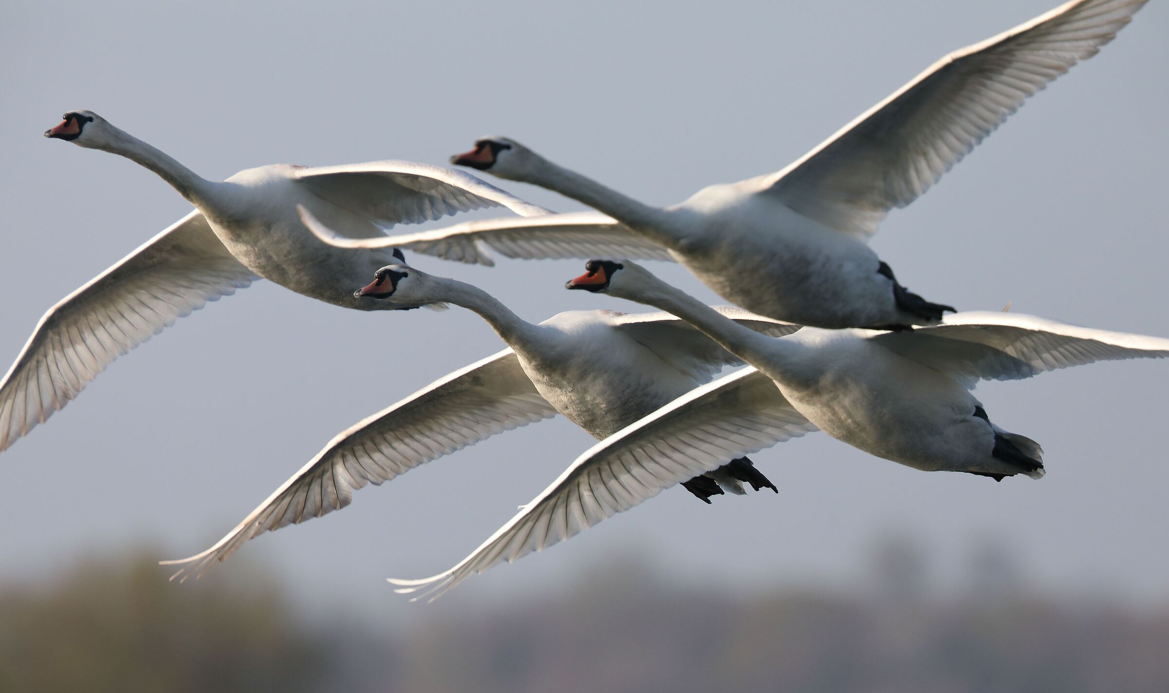 4 swans in tight formation