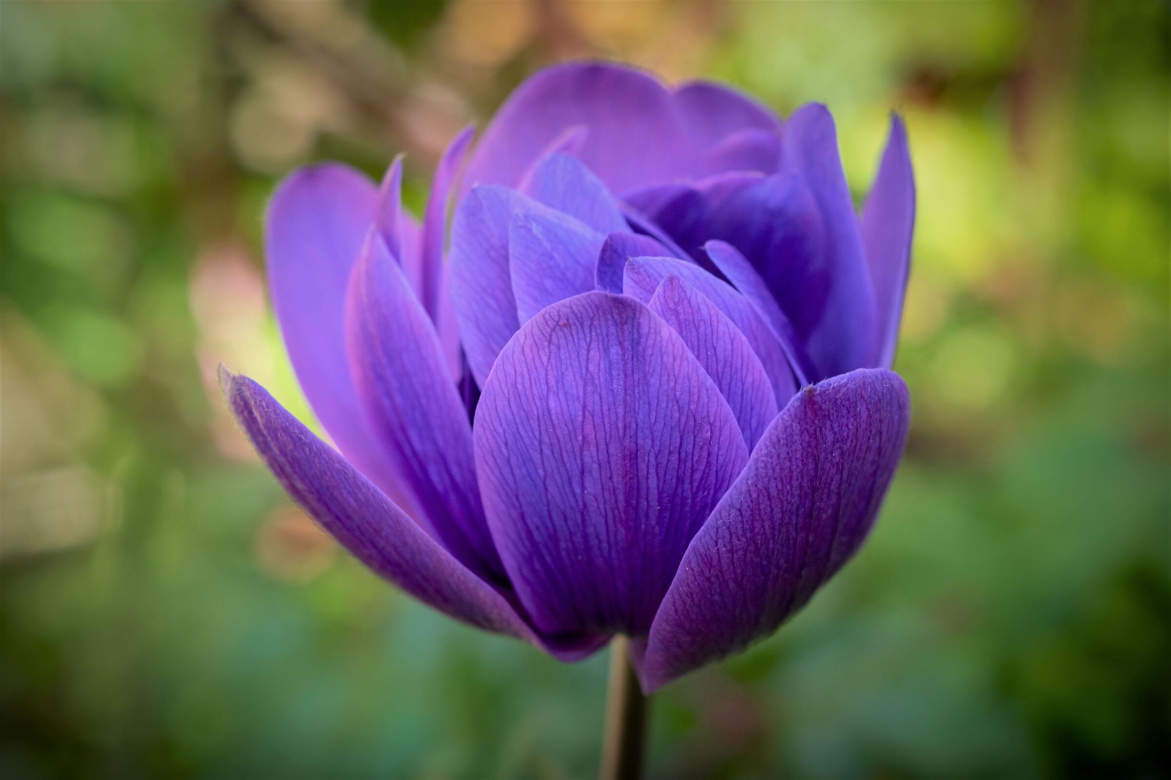 Aneliti di primavera