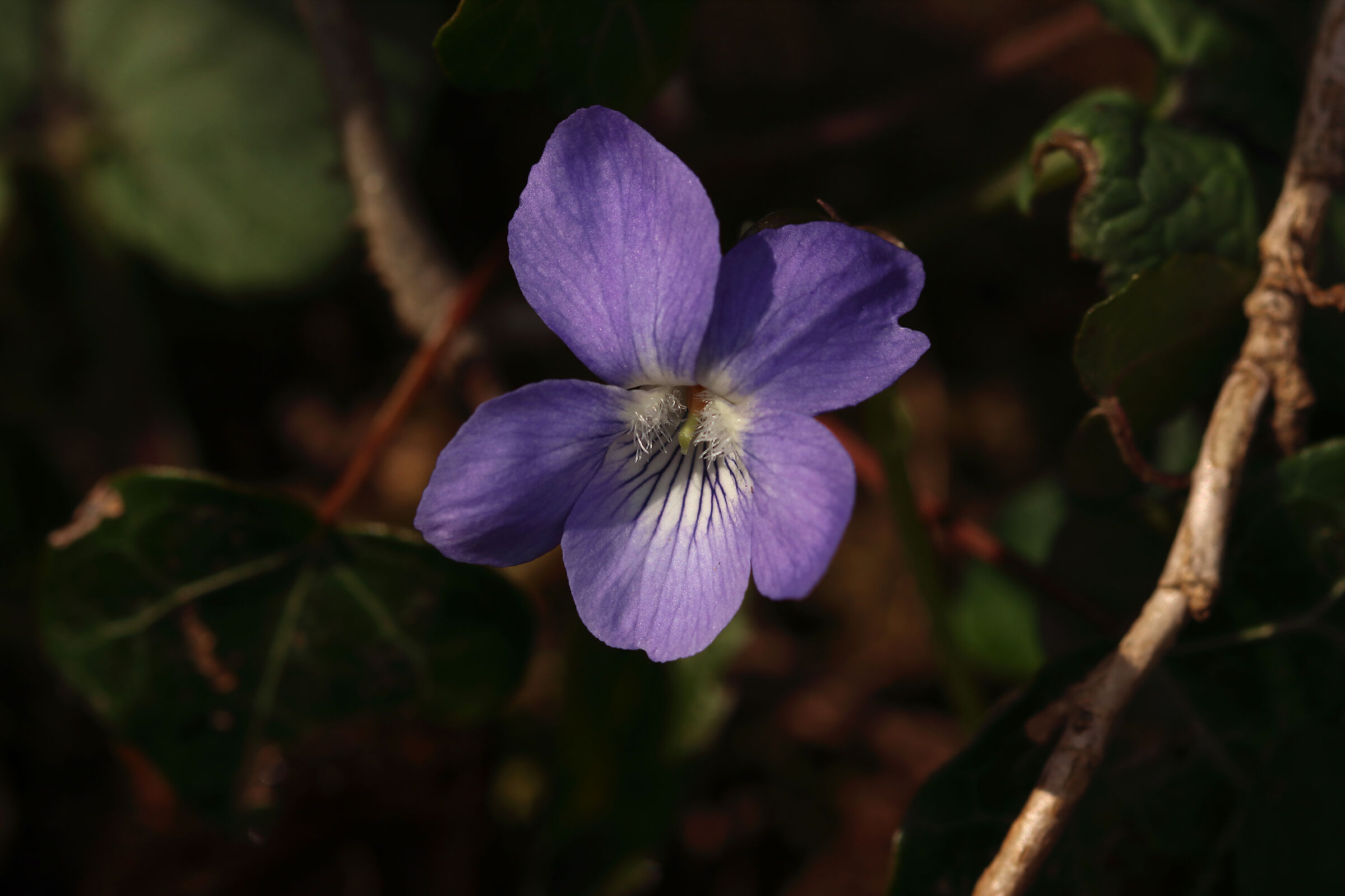 violette ... così schive , così belle