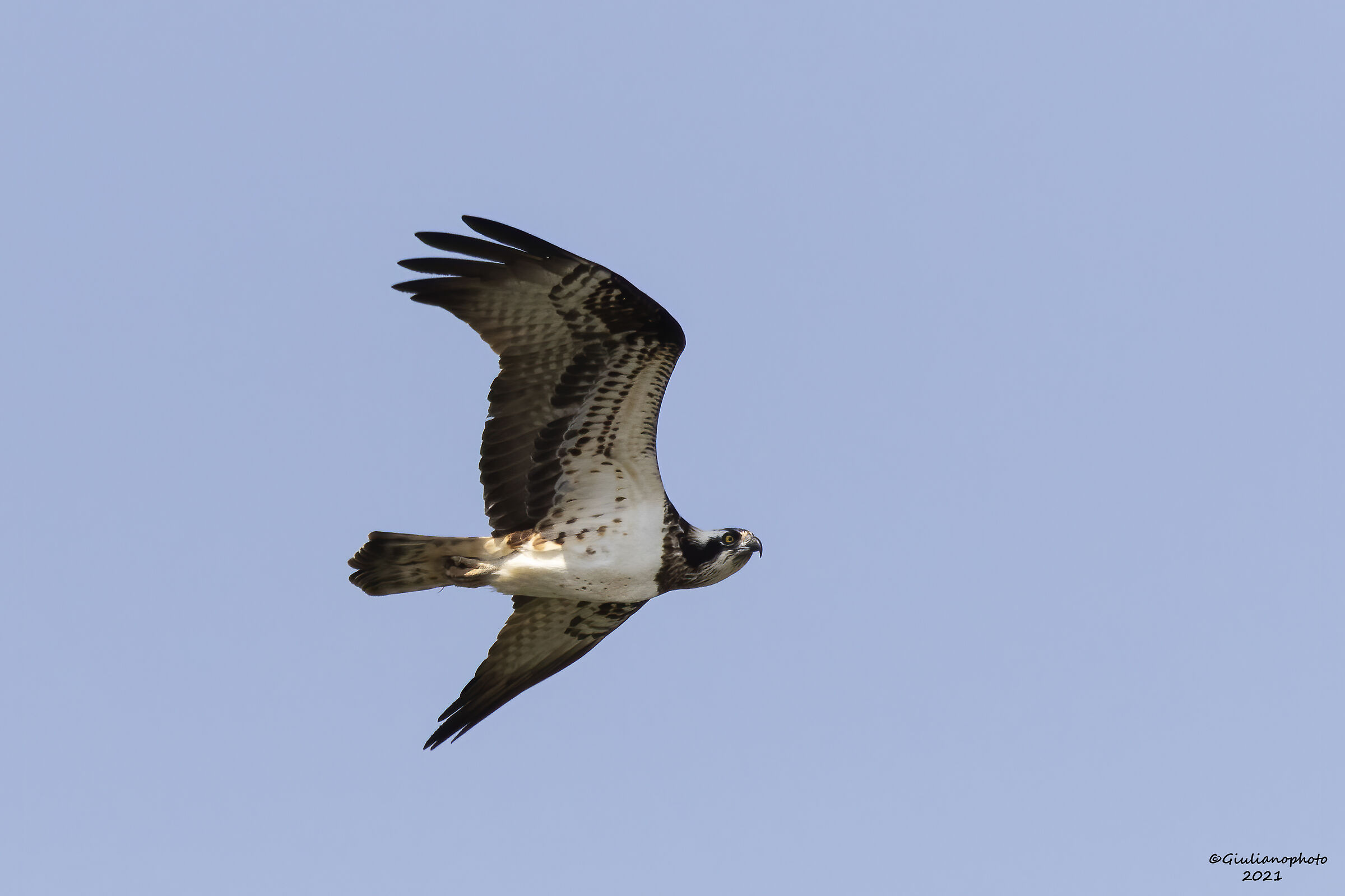 Falco pescatore