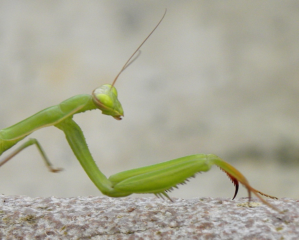 mantis