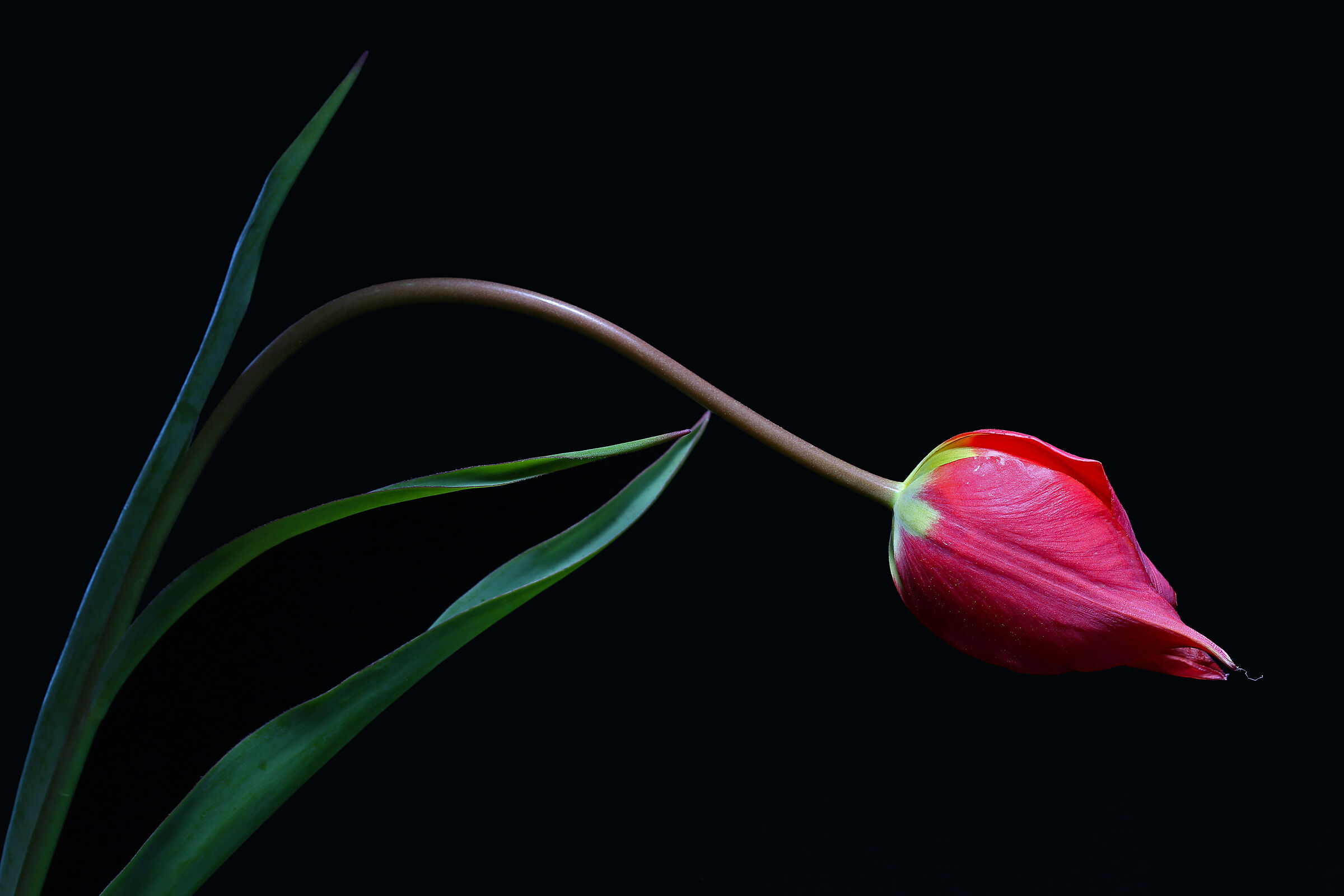 Tulipano di Raddi o tulipano precoce