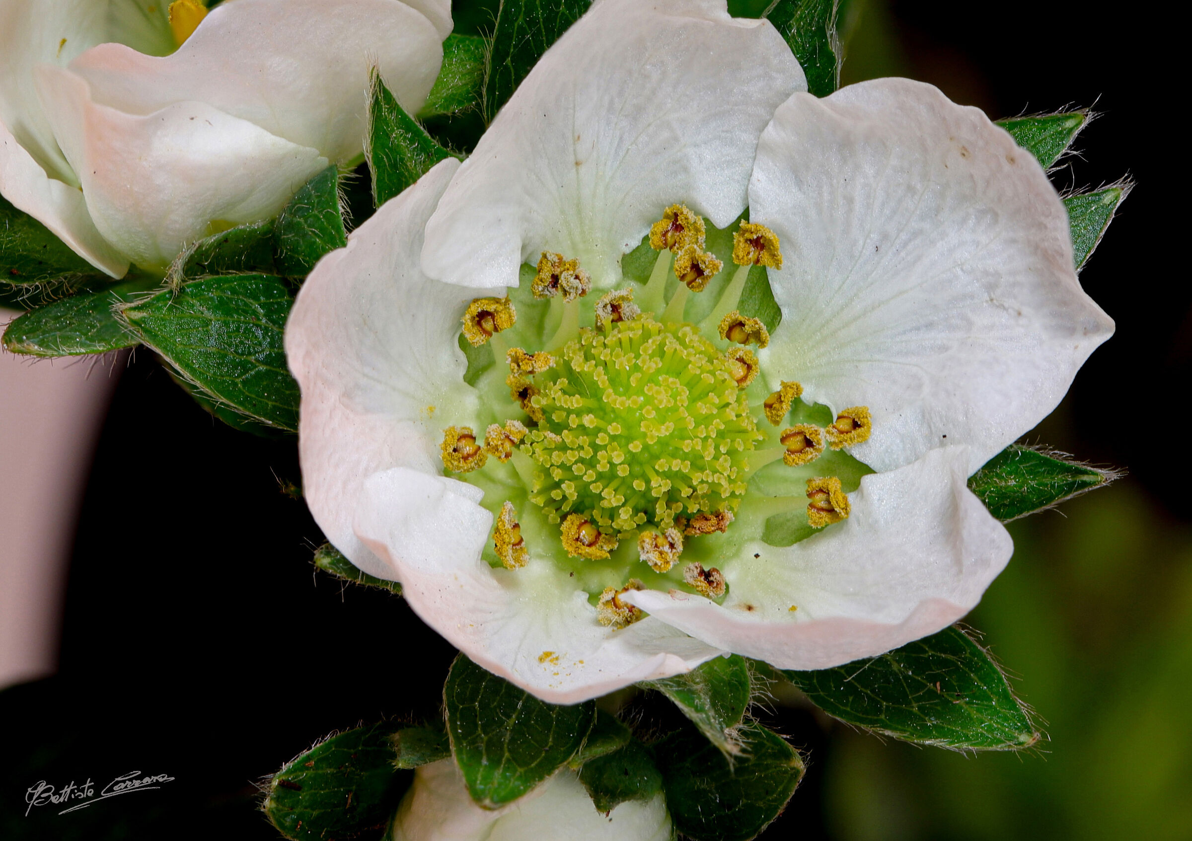 Fragaria vesca flower