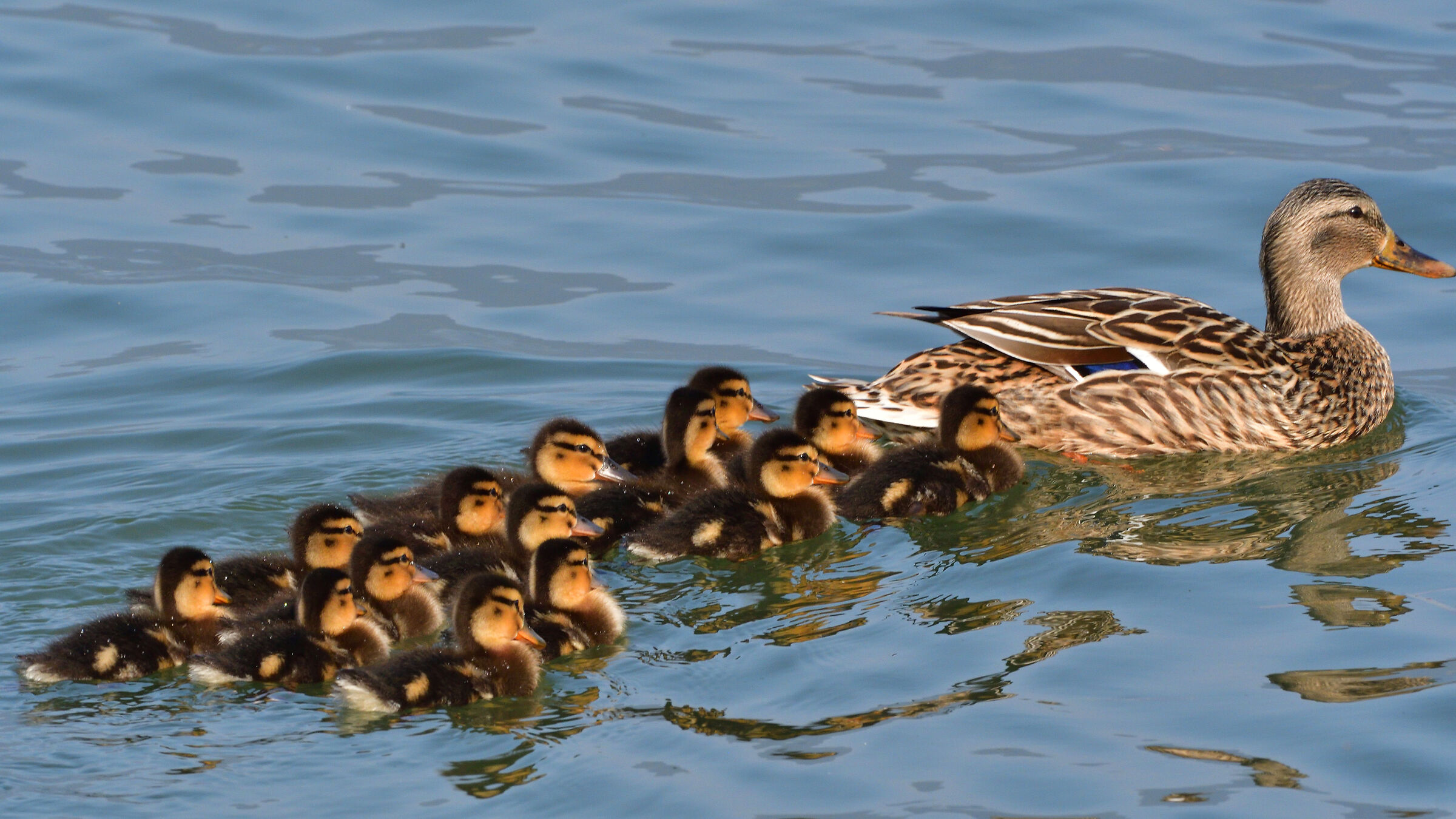 Gatherings prohibited.