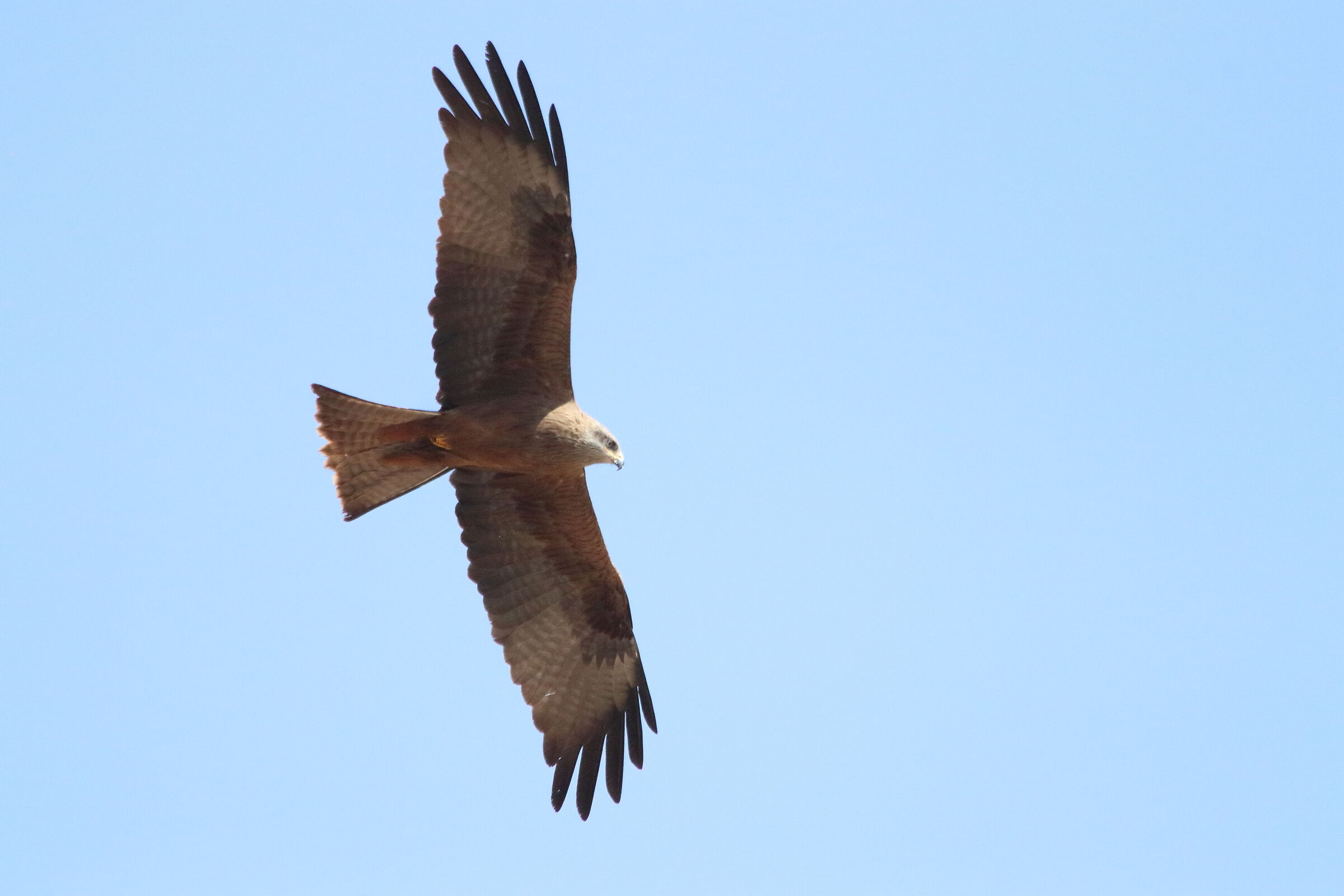 when the kite you find it a few tens of meters