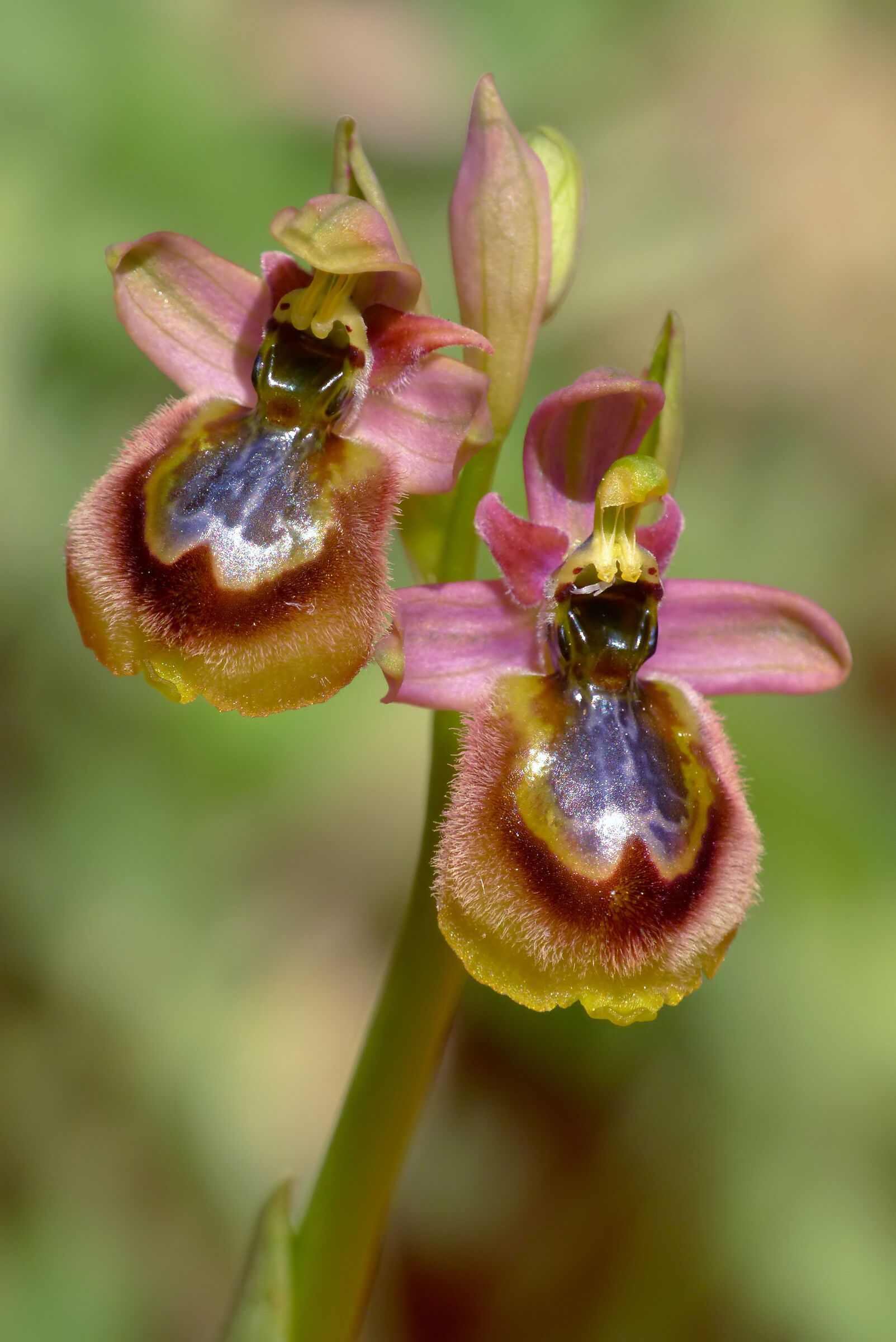 Ophrys speculum x O.tenthredinifera subsp. neglecta-