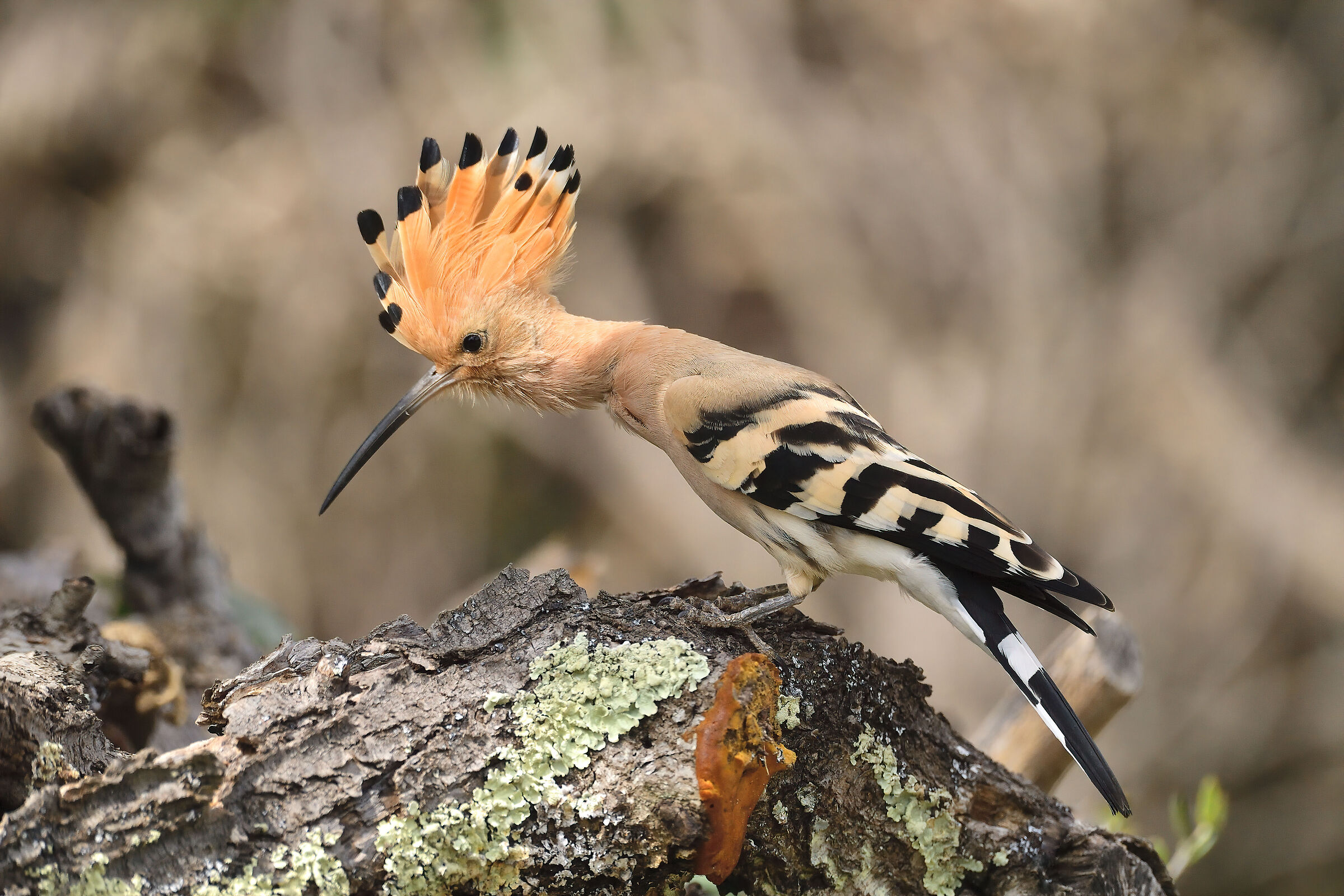 Hoopoe