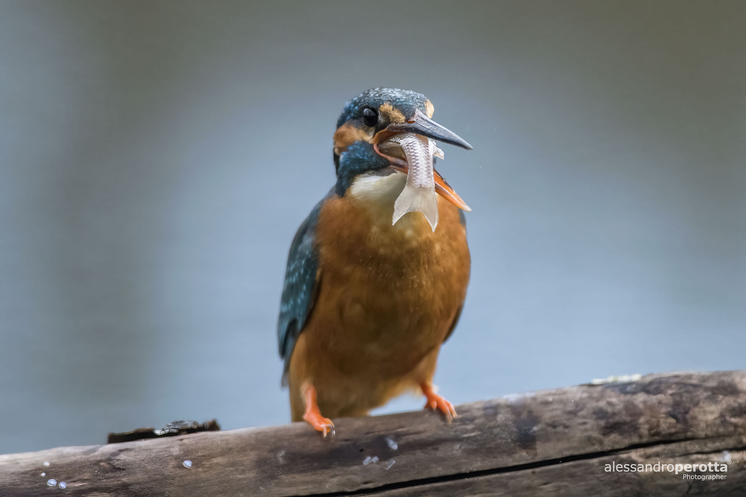 Alcedo