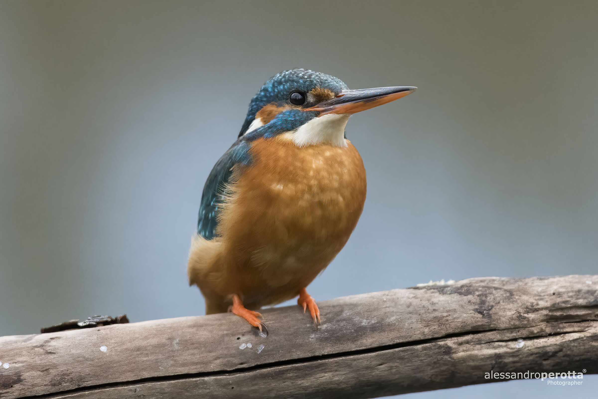 Alcedo