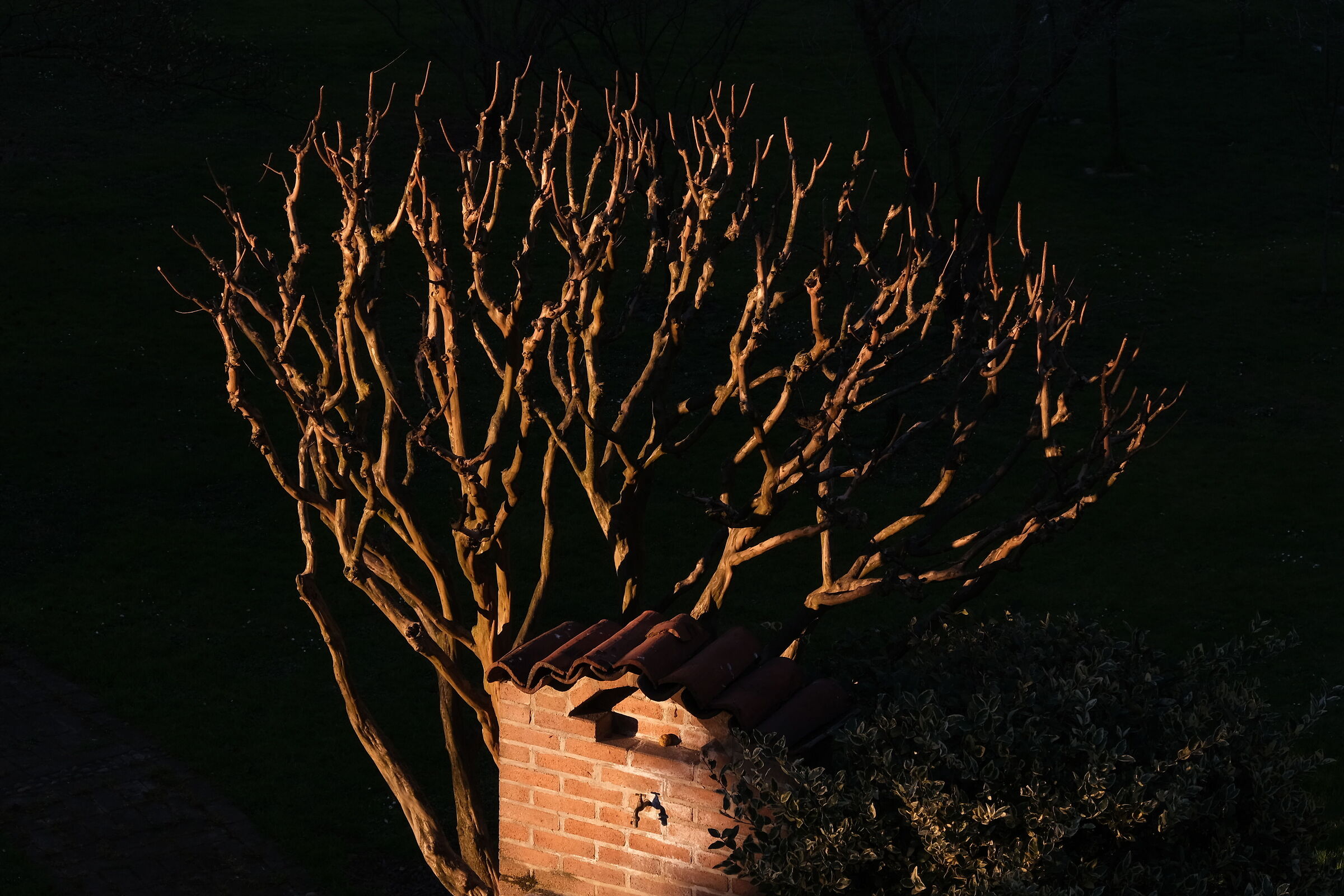luce