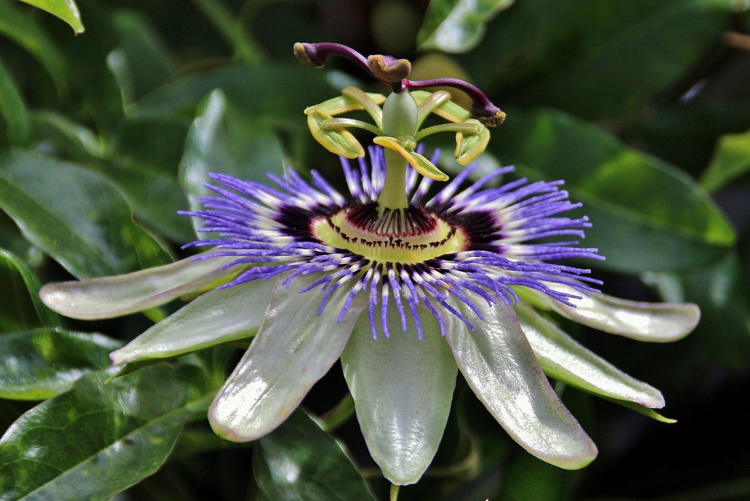 Passiflora