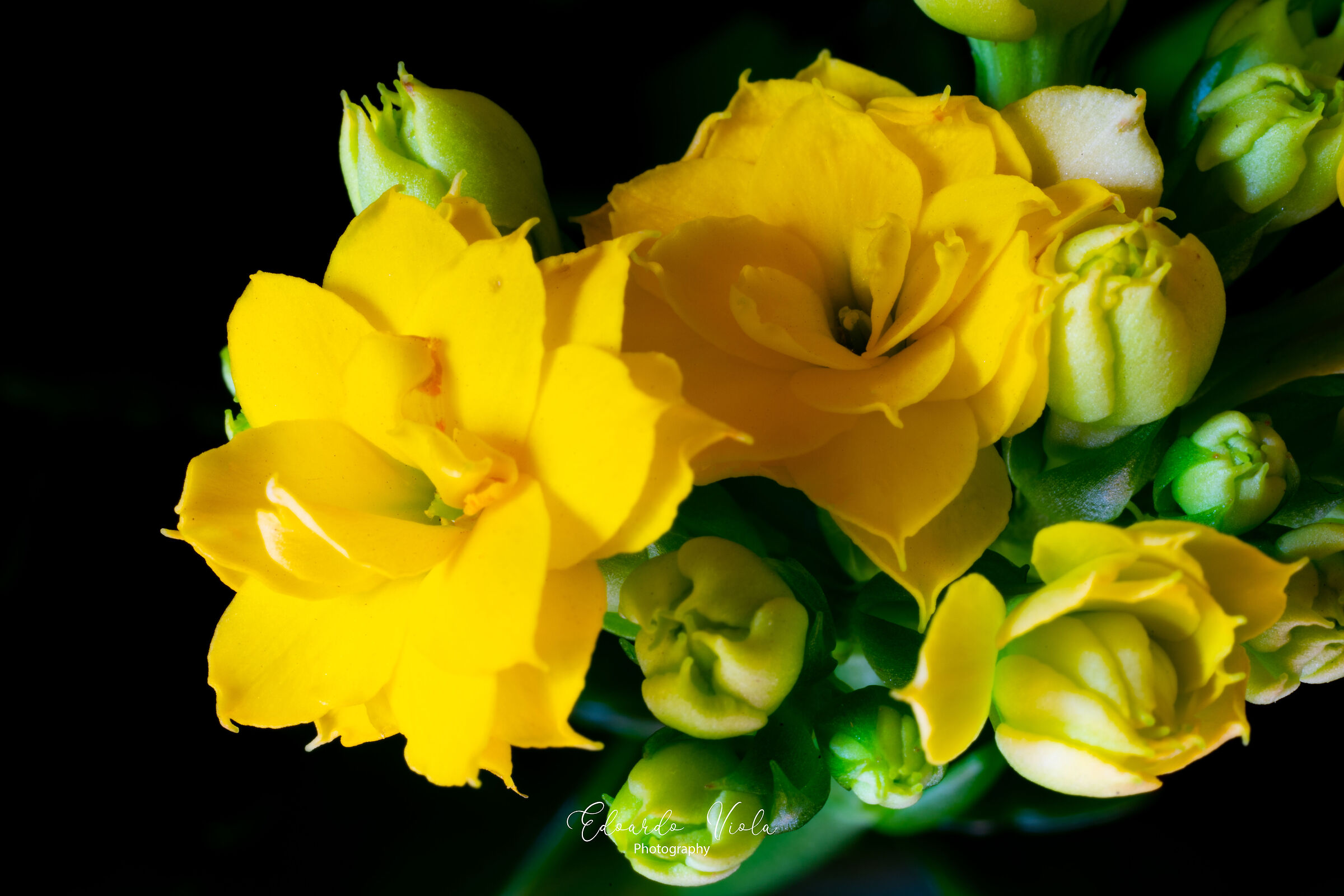 Kalanchoe con lente Macro