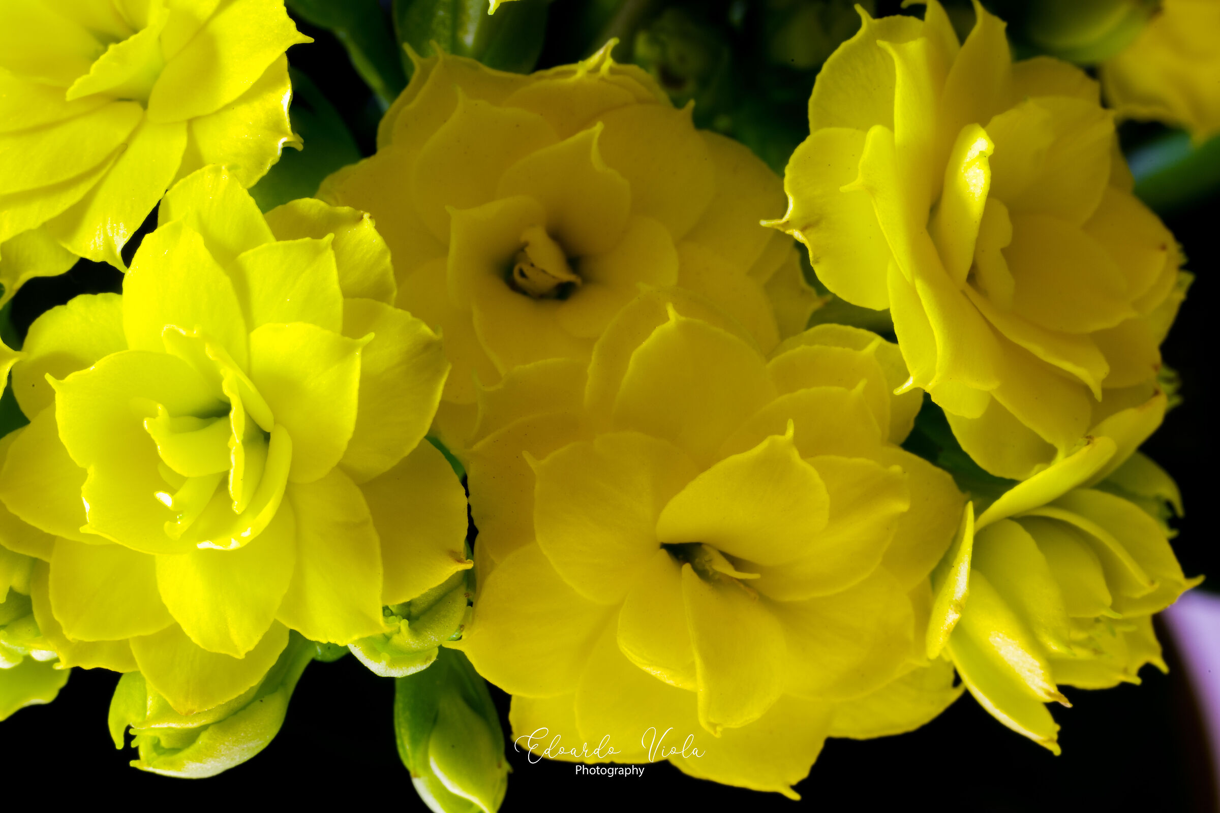 Kalanchoe con lente Macro 2