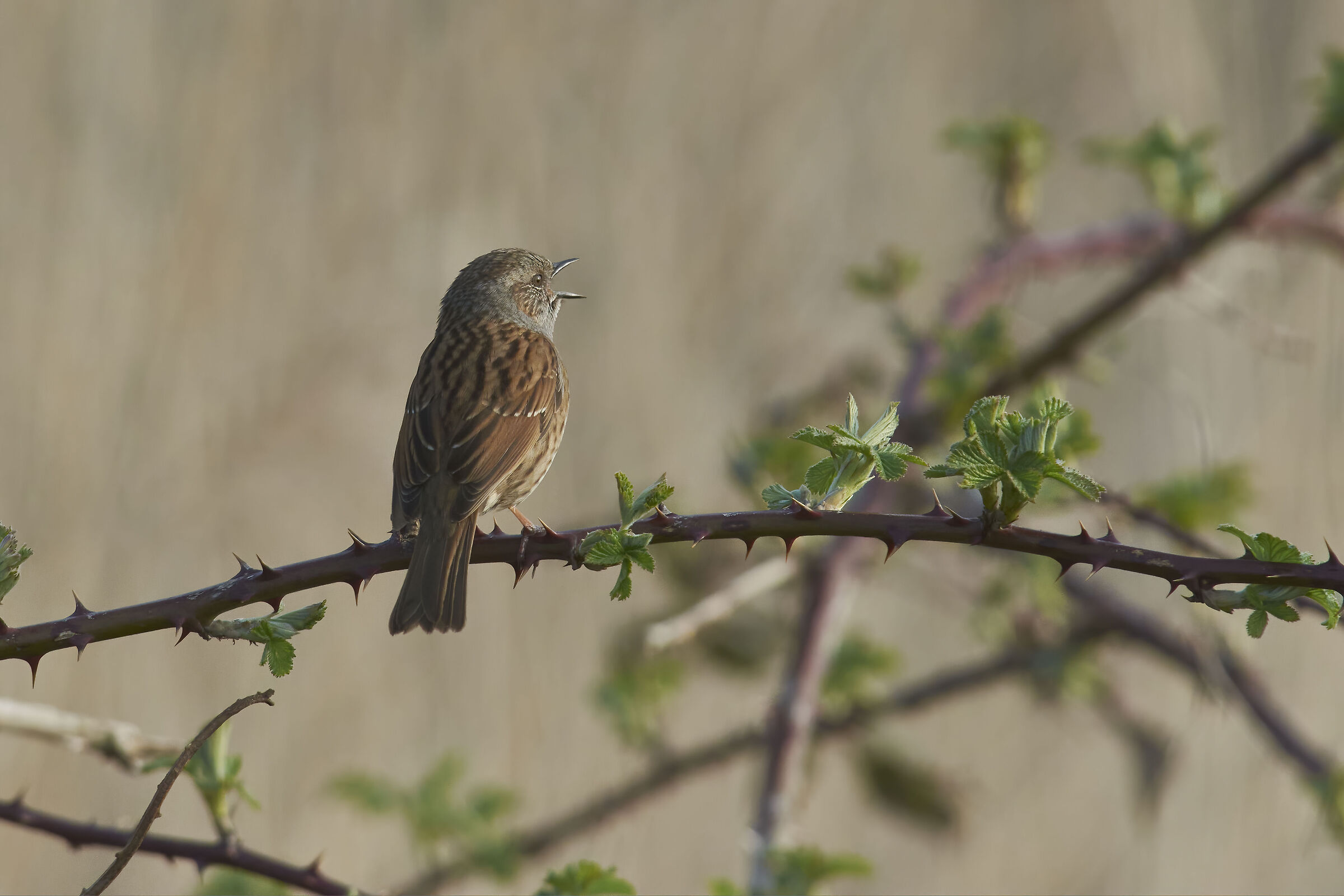 Dunnock