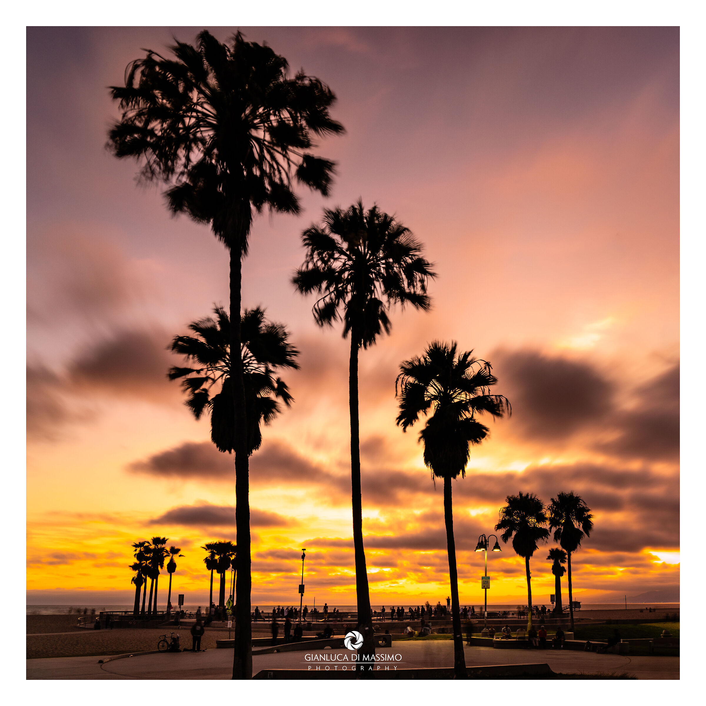 Venice Beach Palm Trees