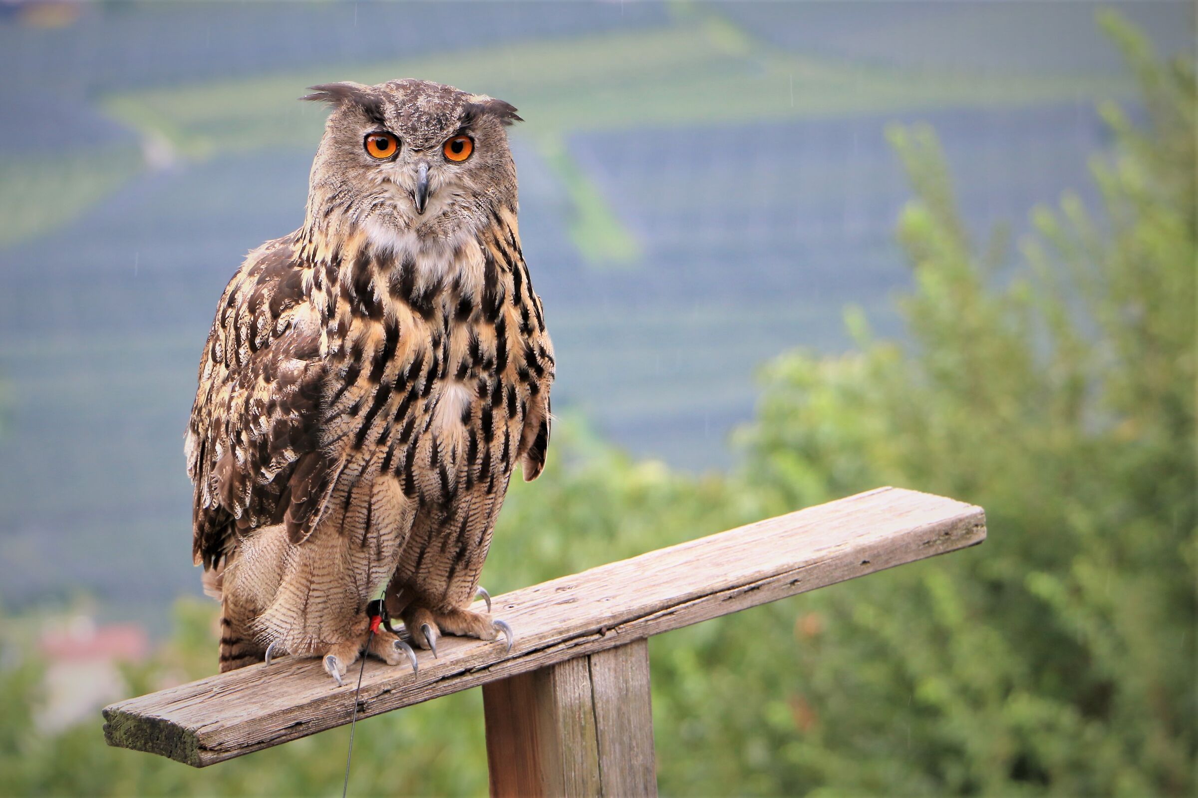 Rapaci a Castel Tirolo