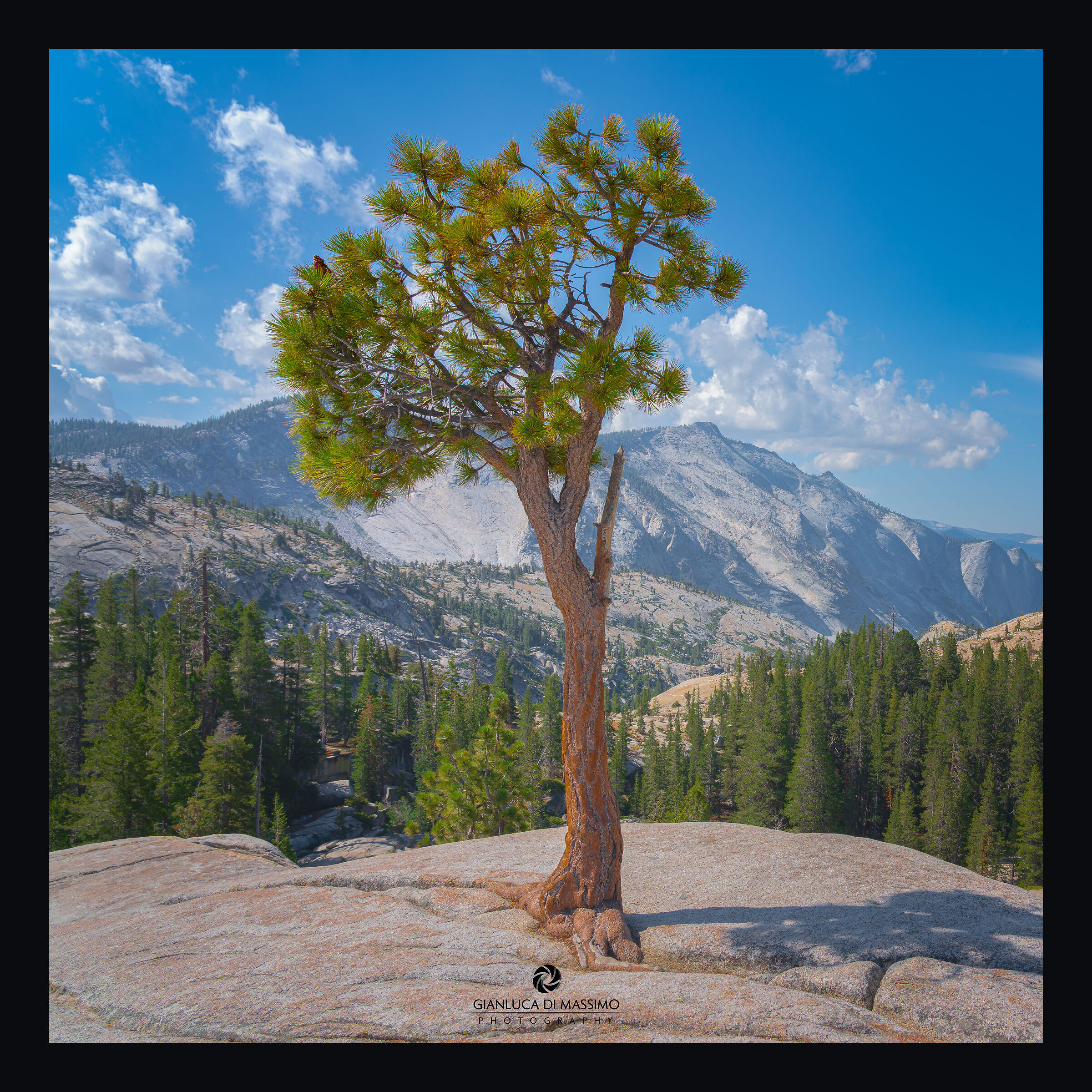Olmsted Point Lone Tree