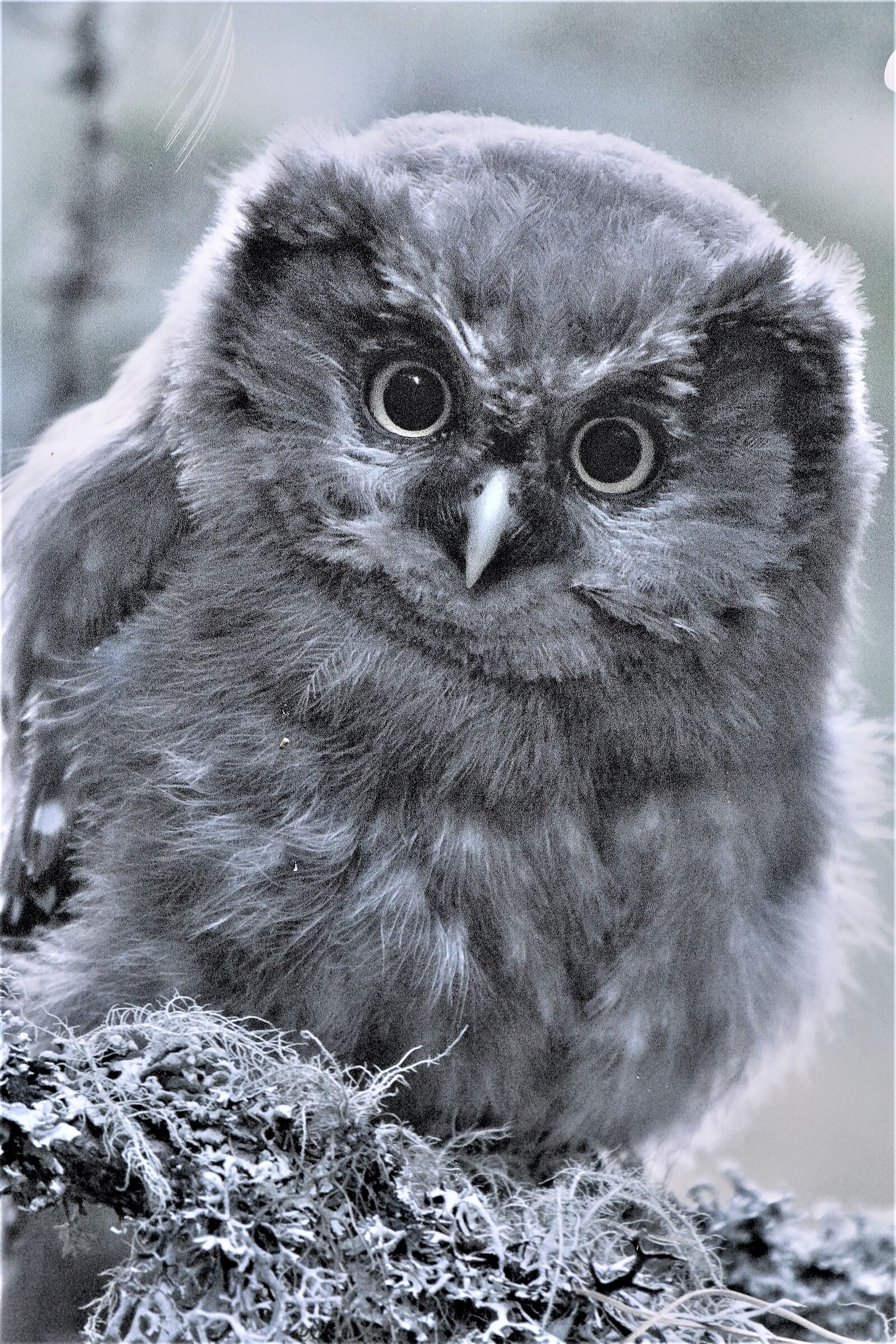 A thought for Matley Siena