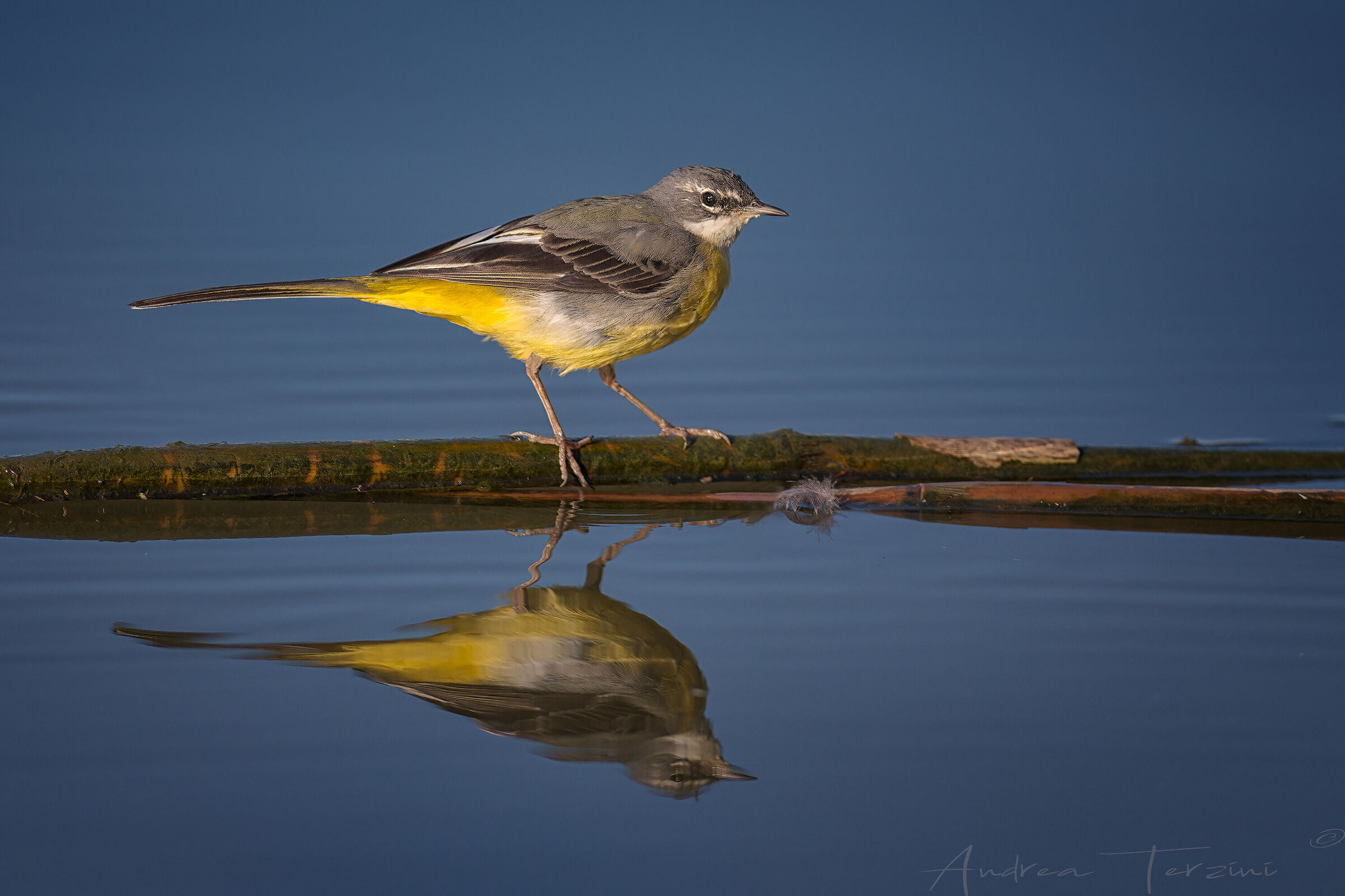 Ballerina Gialla man6470