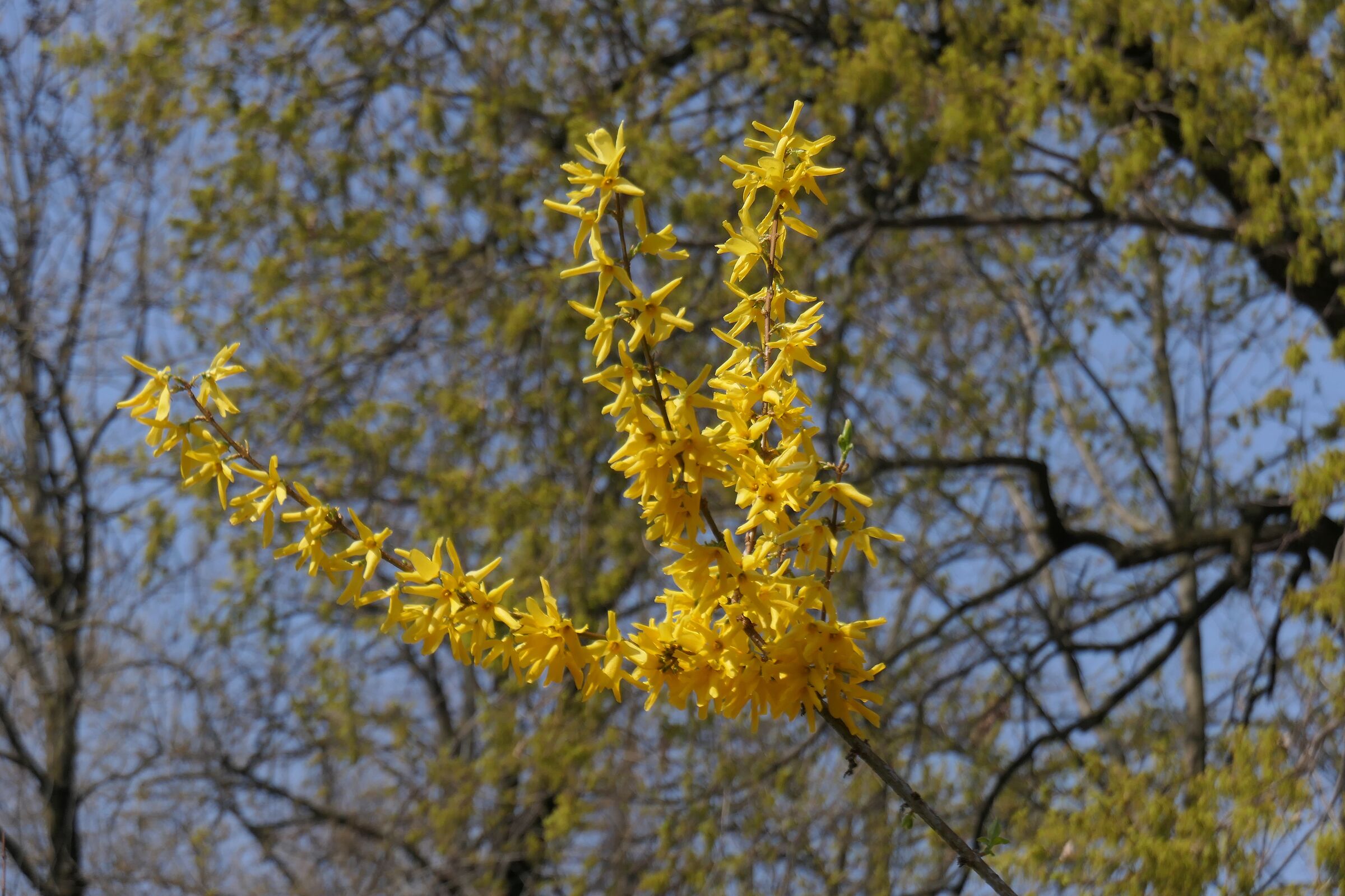 Spring at the Ducal Gardens