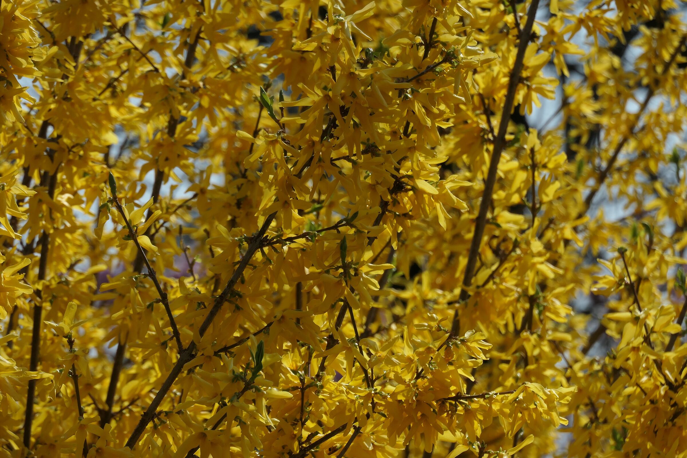 Spring at the Ducal Gardens 3