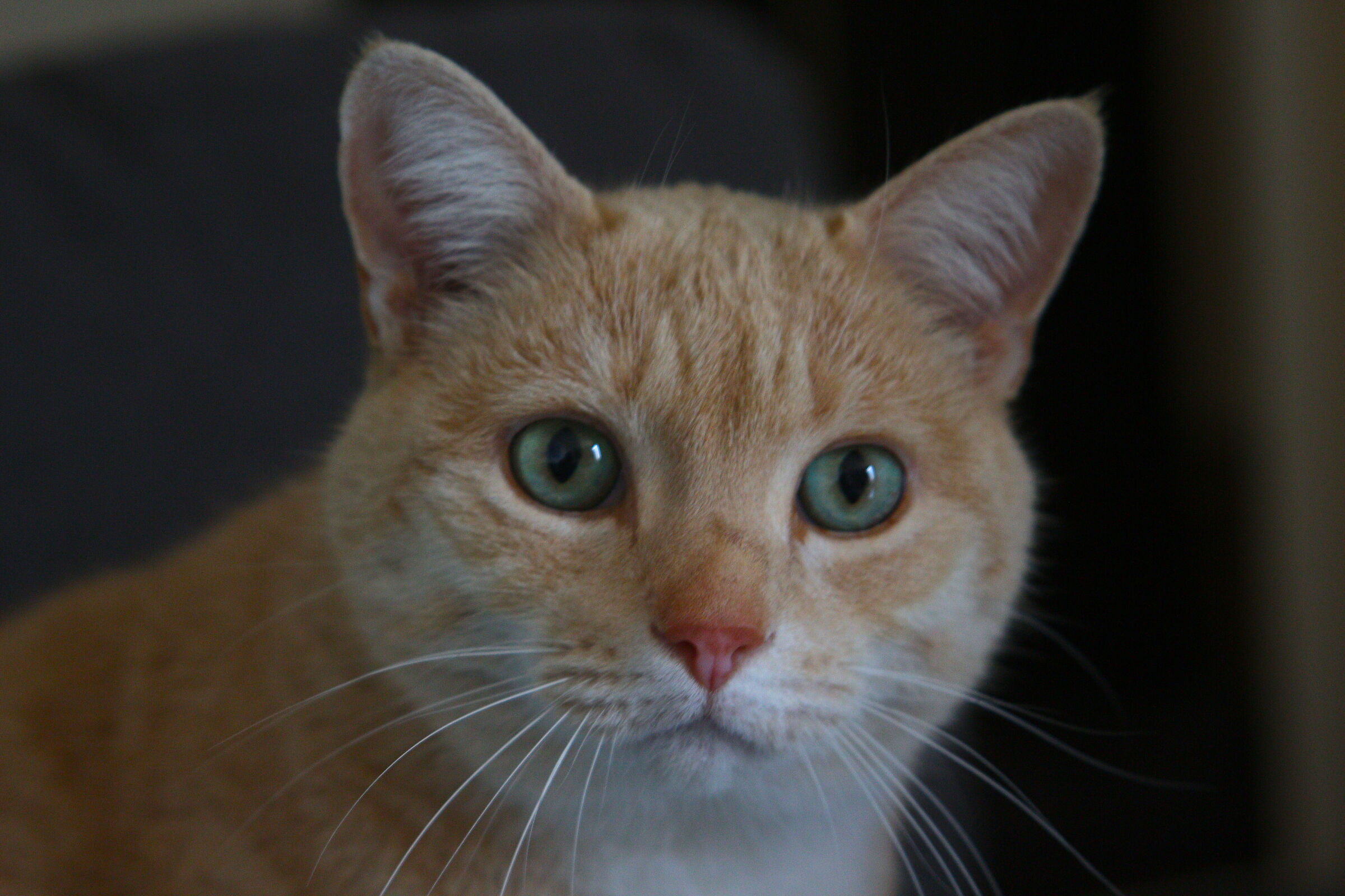 Micio Teo