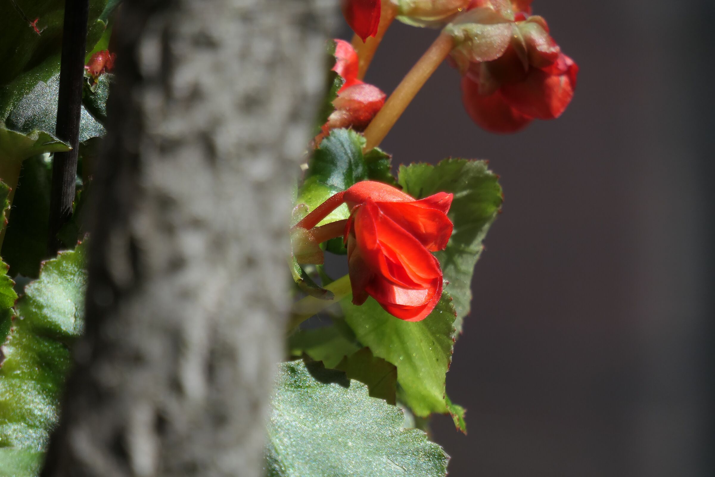 È Primavera... 3