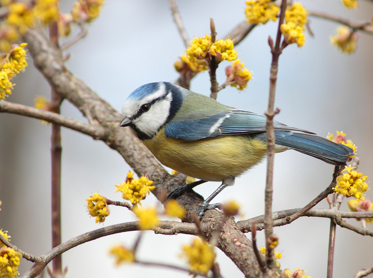 Blue Tit