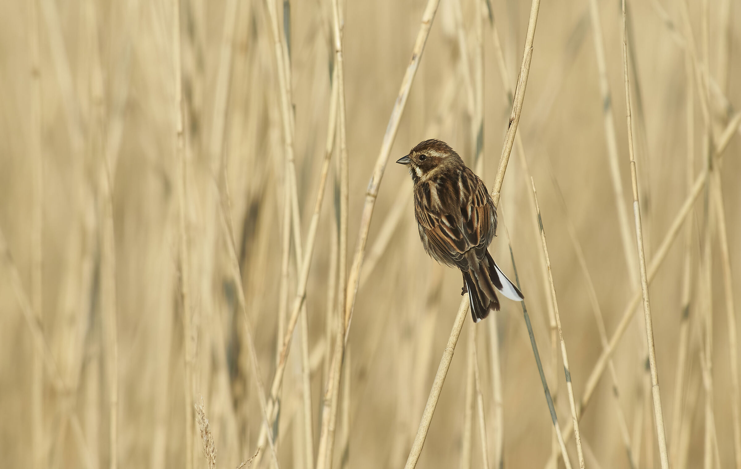 Reed Bunting
