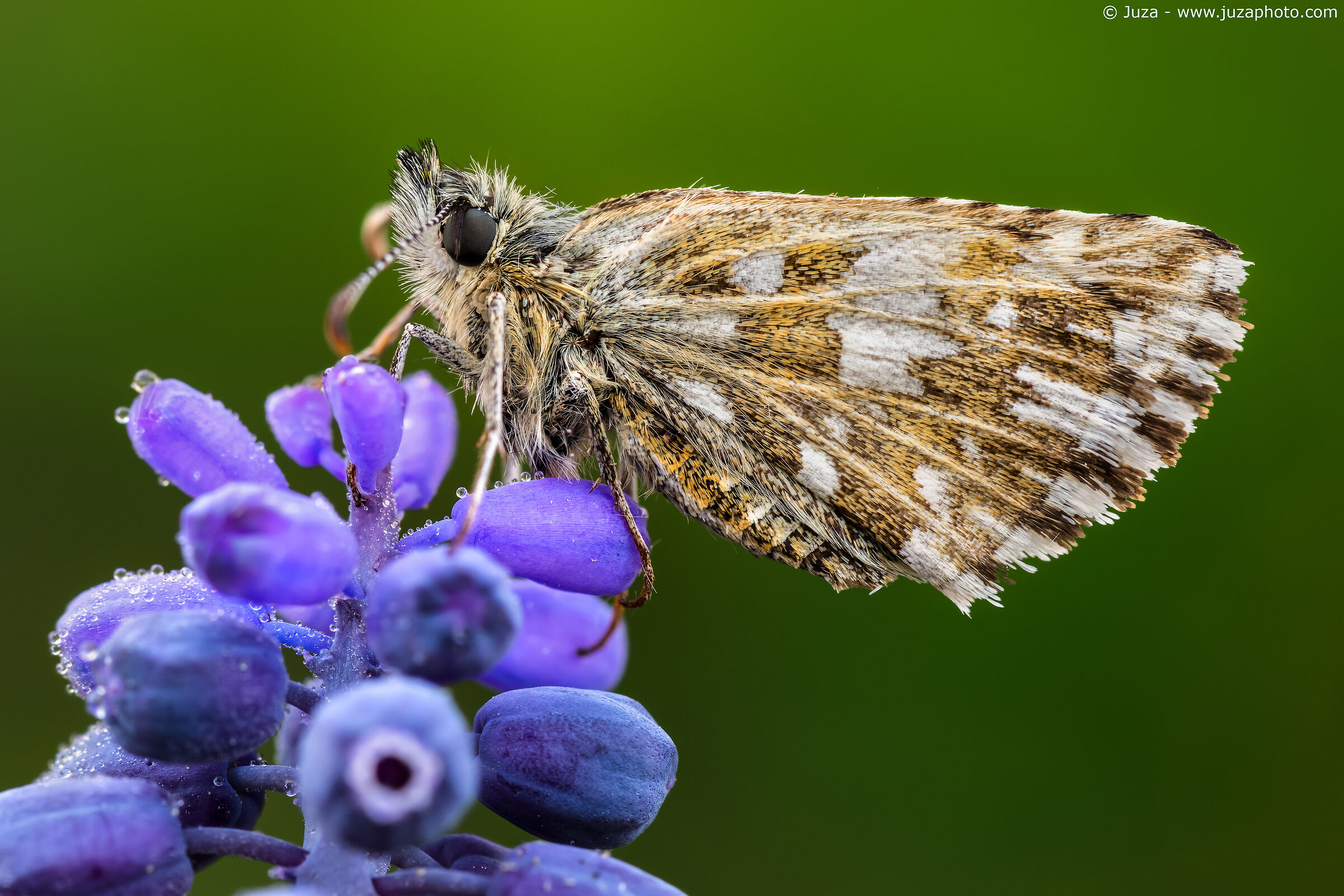 Pyrgus su Muscari neglectum