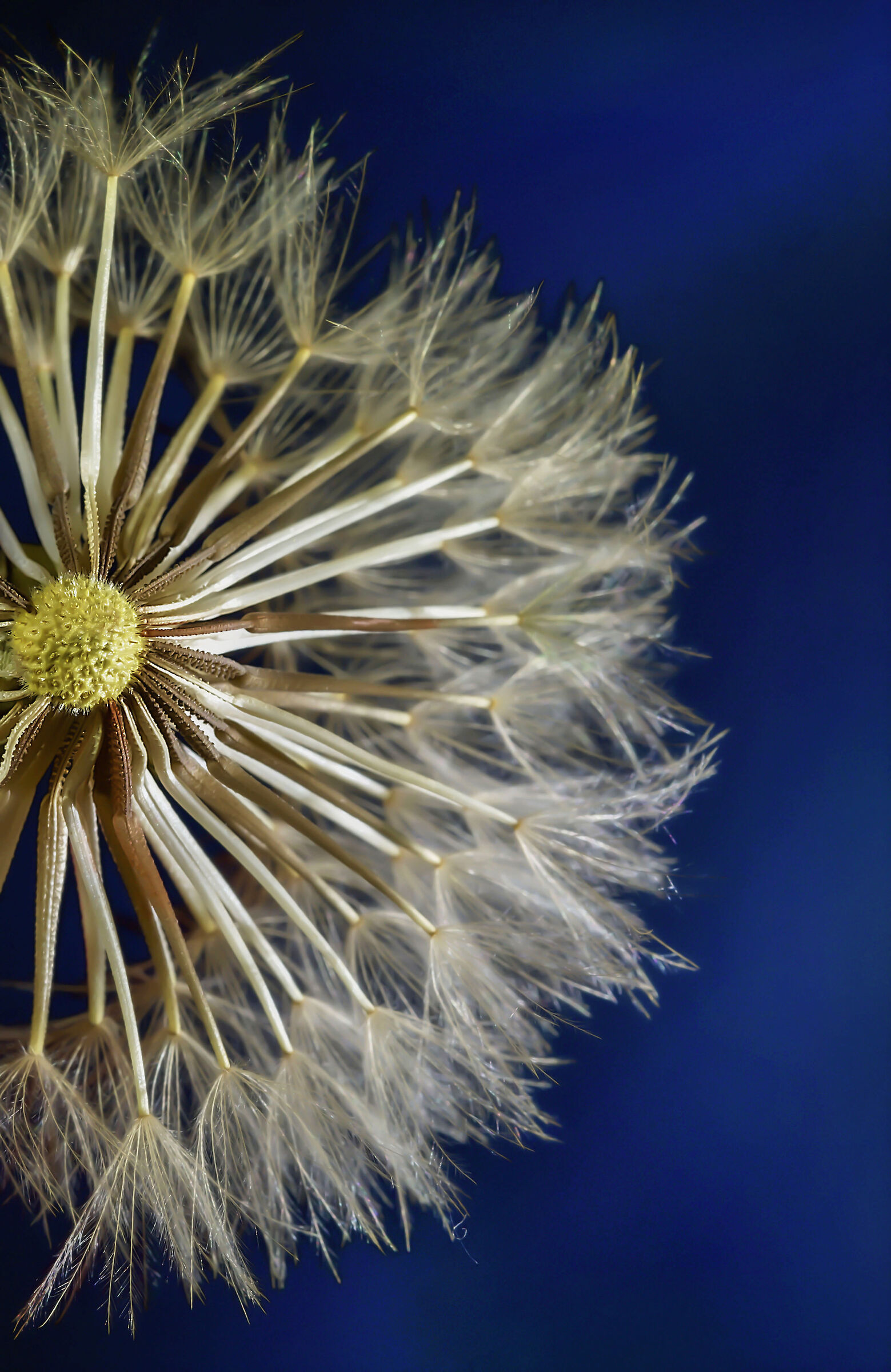 Con un soffio di vento Vola...