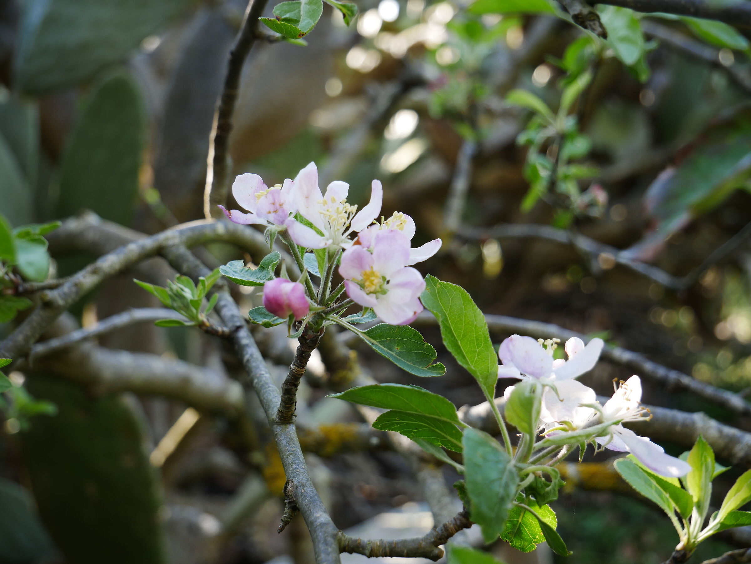 apple blossom