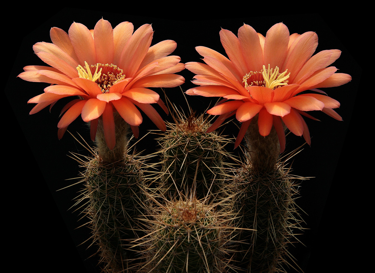 Huascha echinopsis