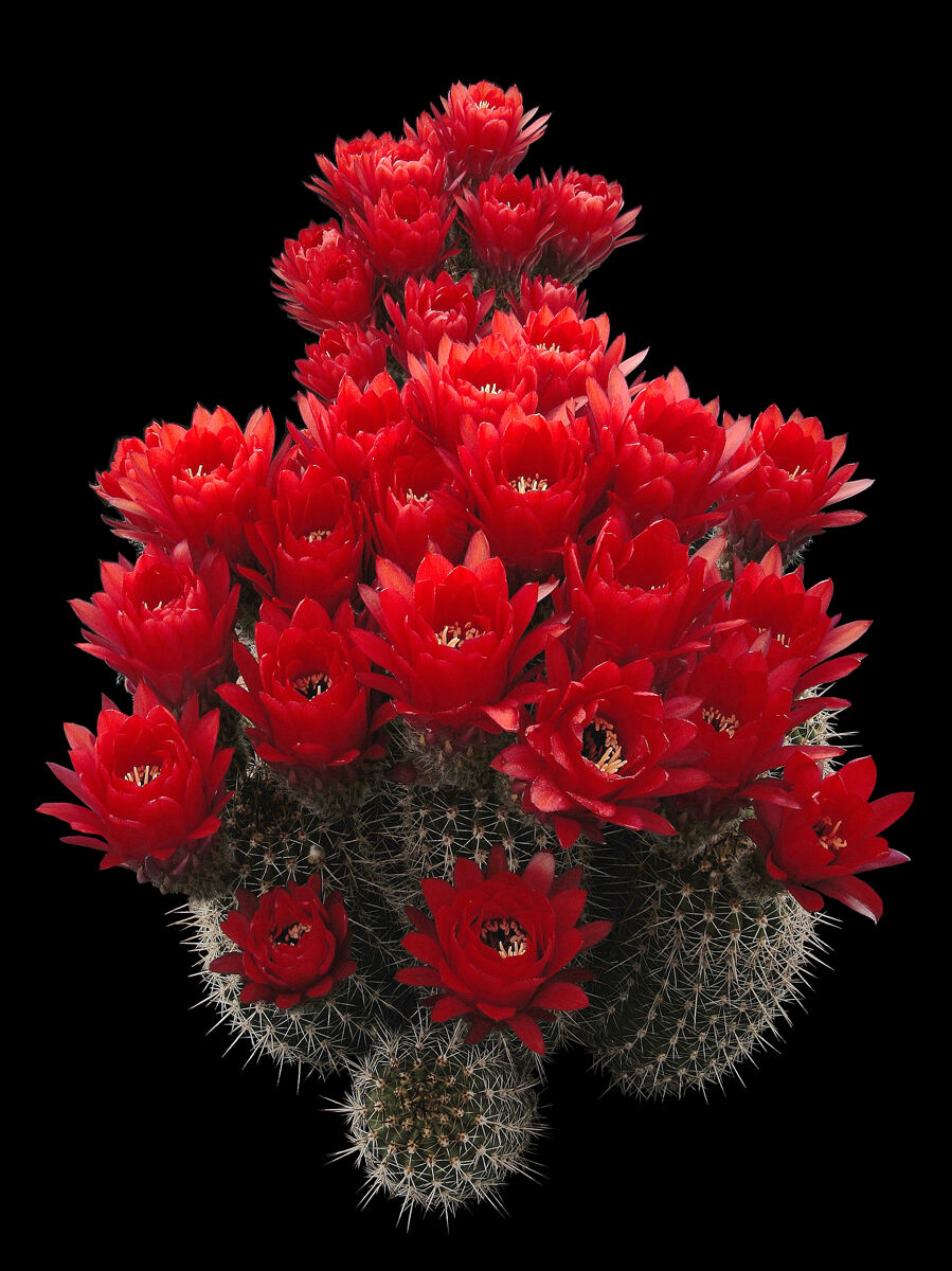 Echinopsis huascha