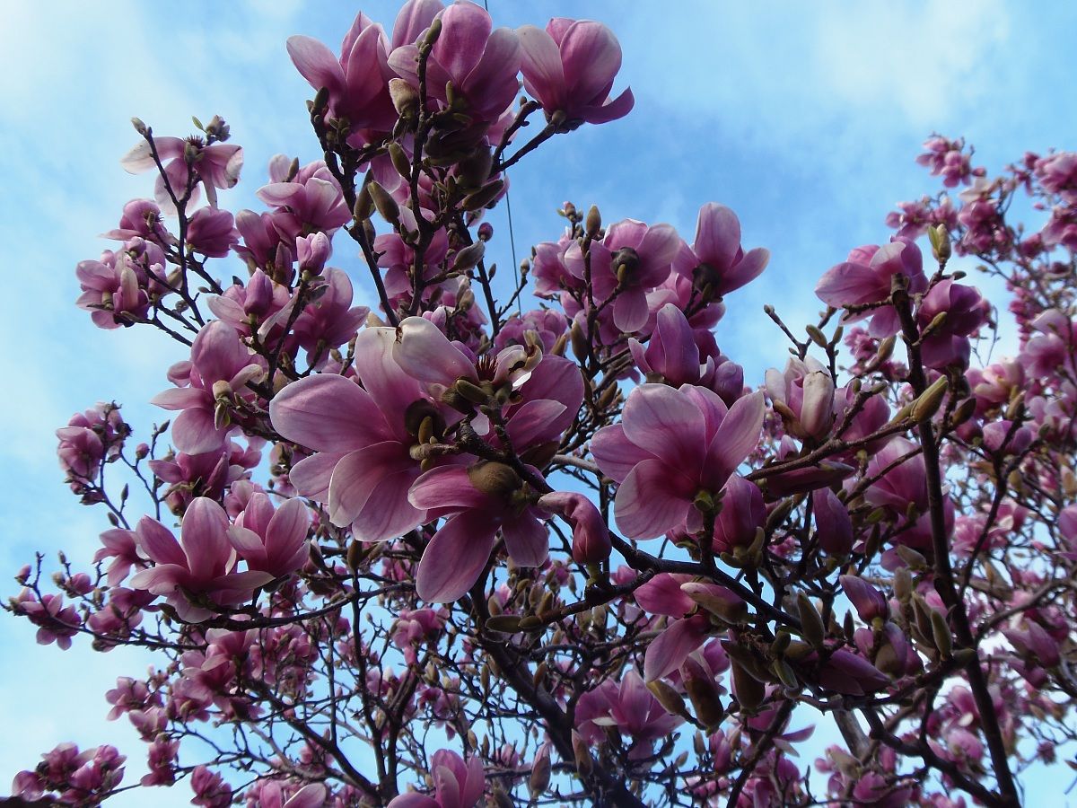 Magnolia