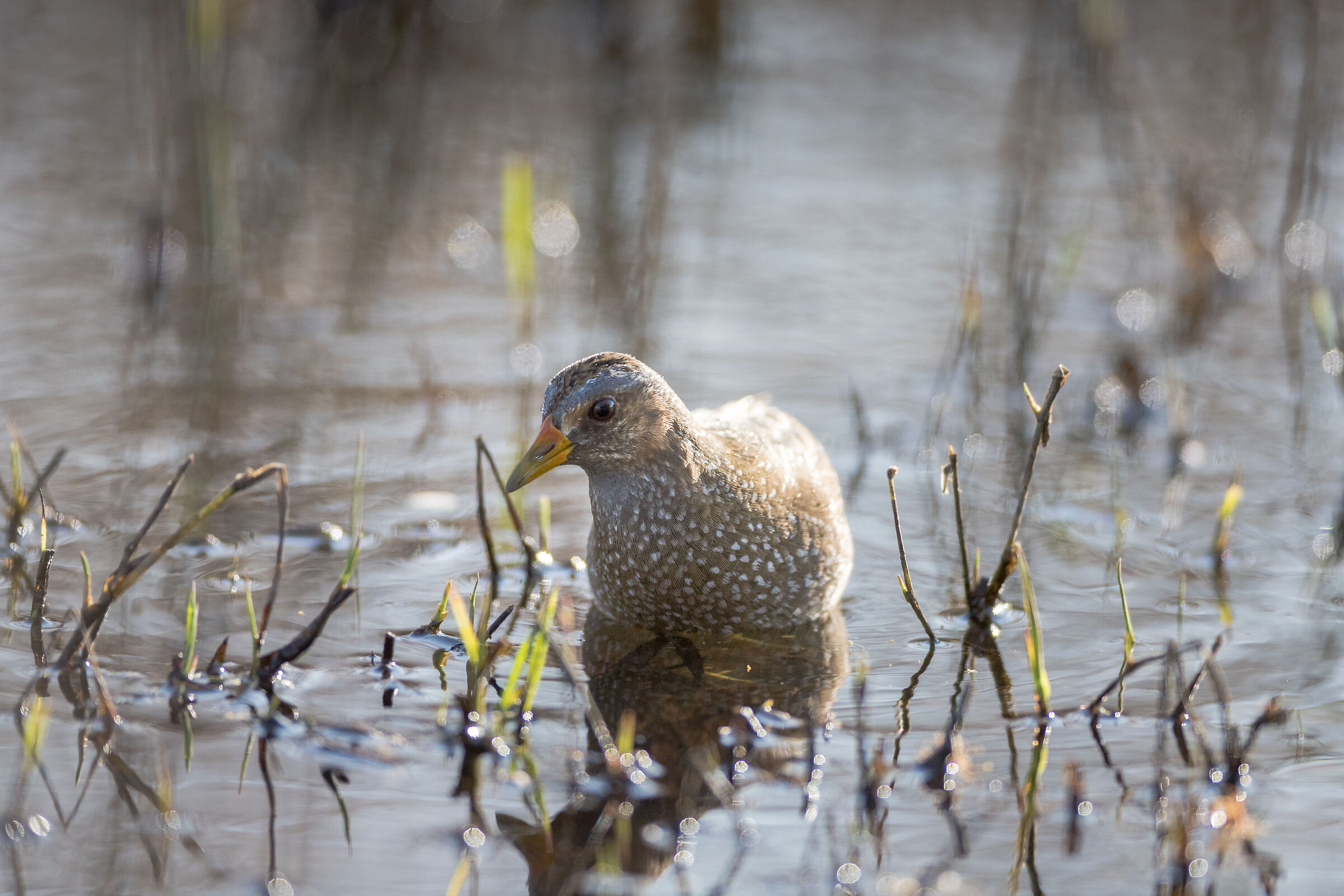 spotted crake