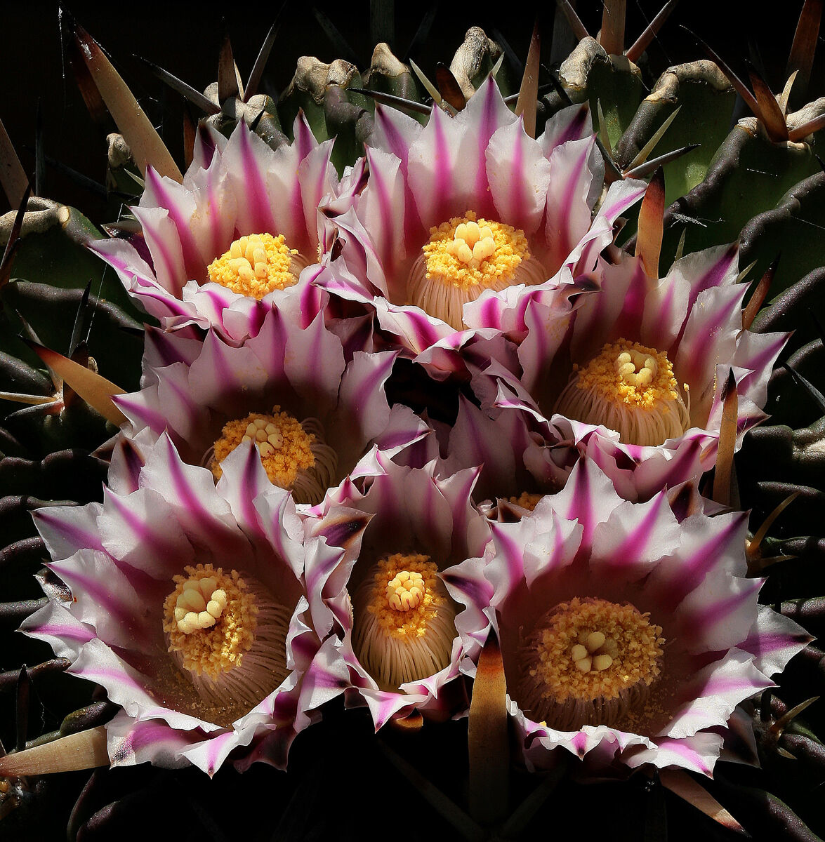 Stenocactus coptonogonus