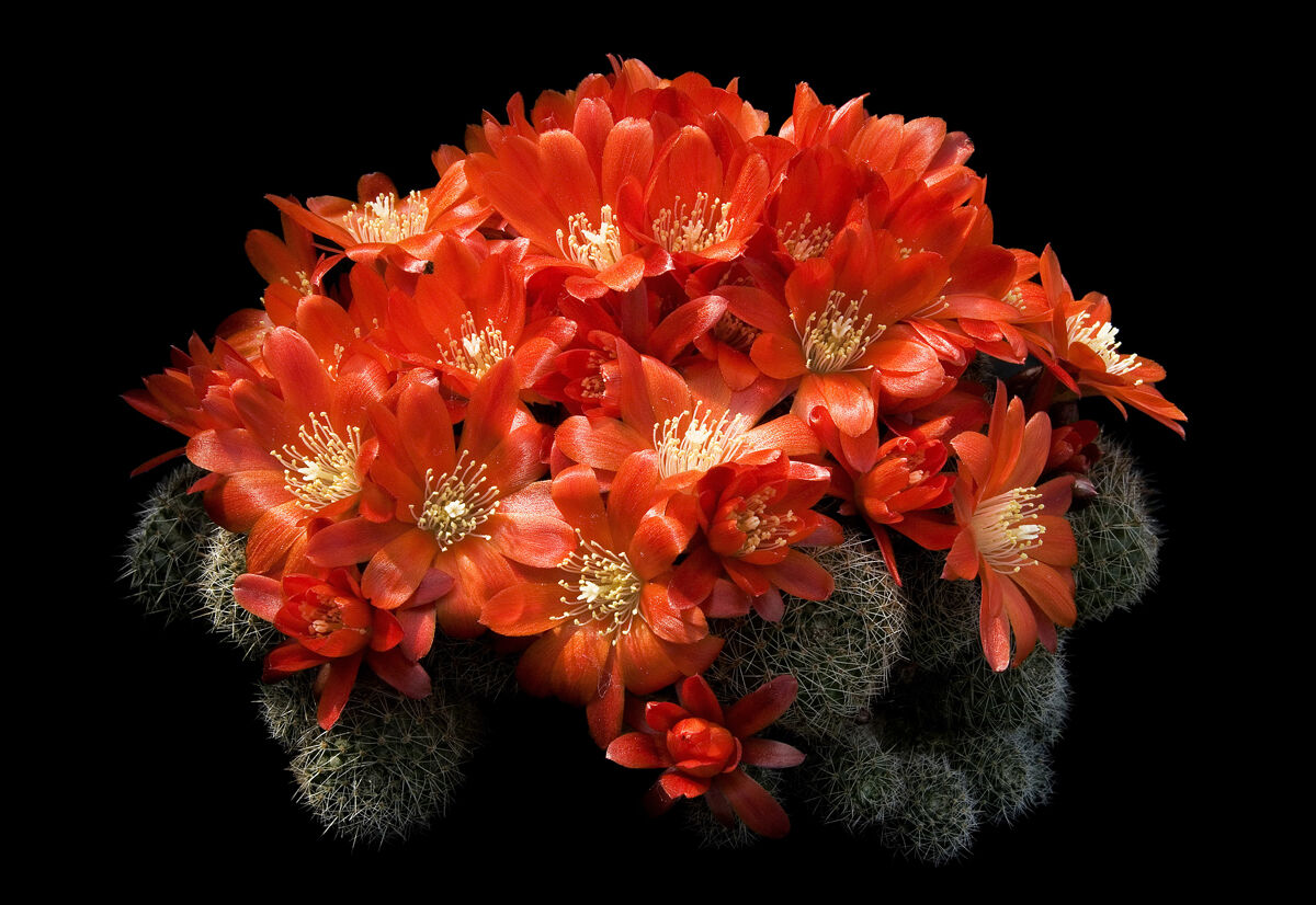 Rebutia spegazziniana