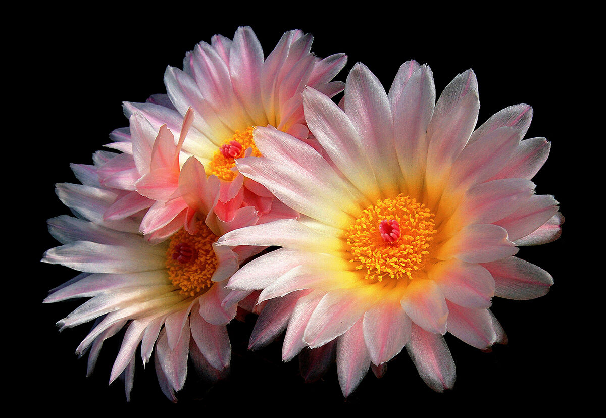 Notocactus roseoluteus