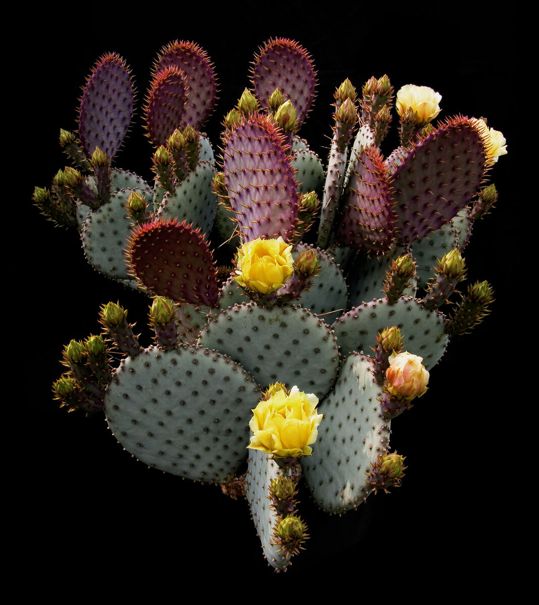 Opuntia santa-rita