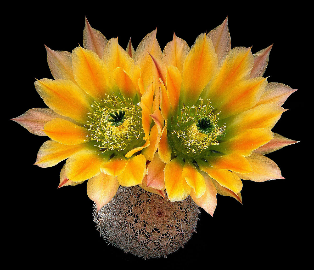 Echinocereus ctenoides (forma SB 1536)