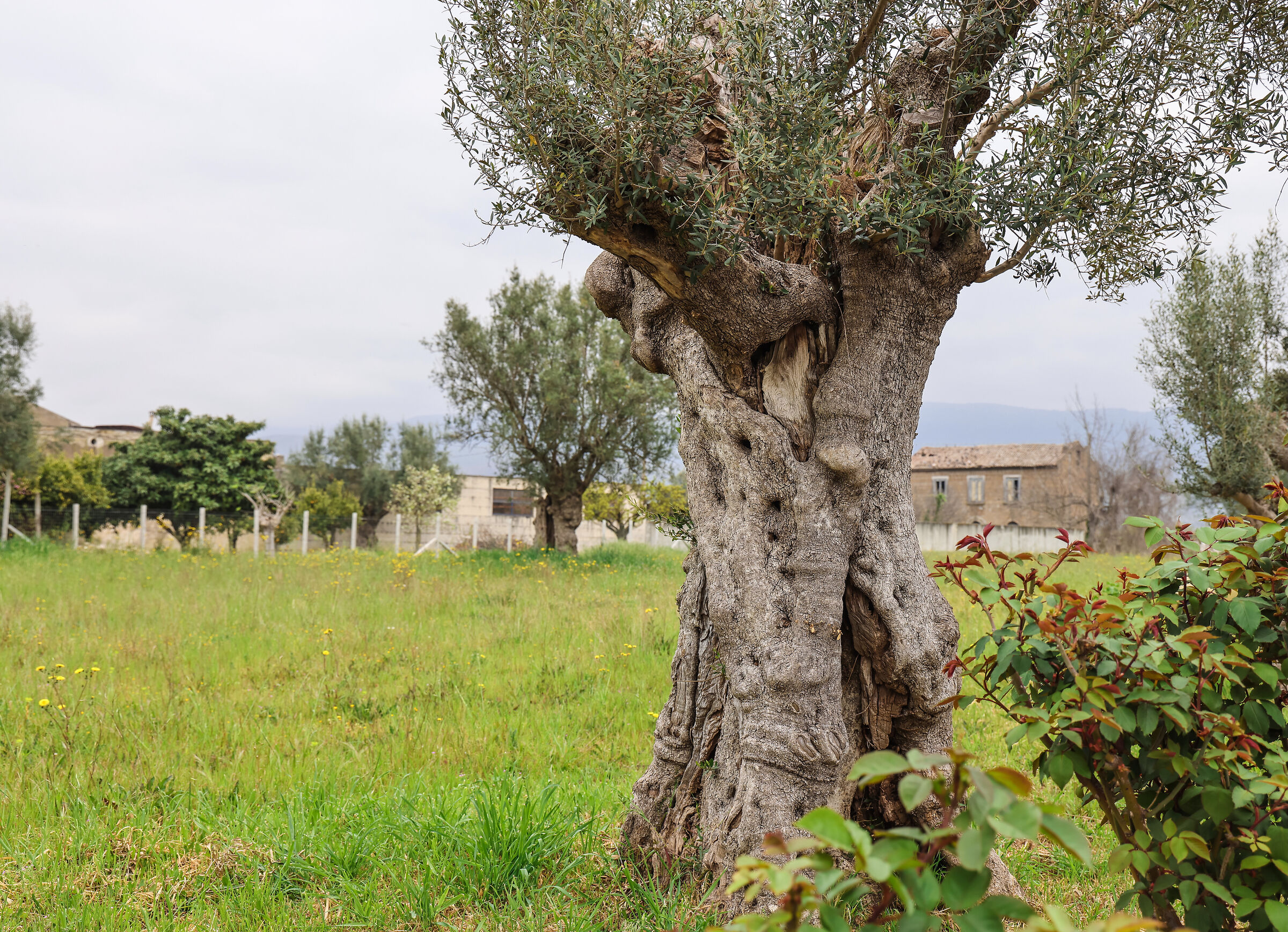 L'Ulivo