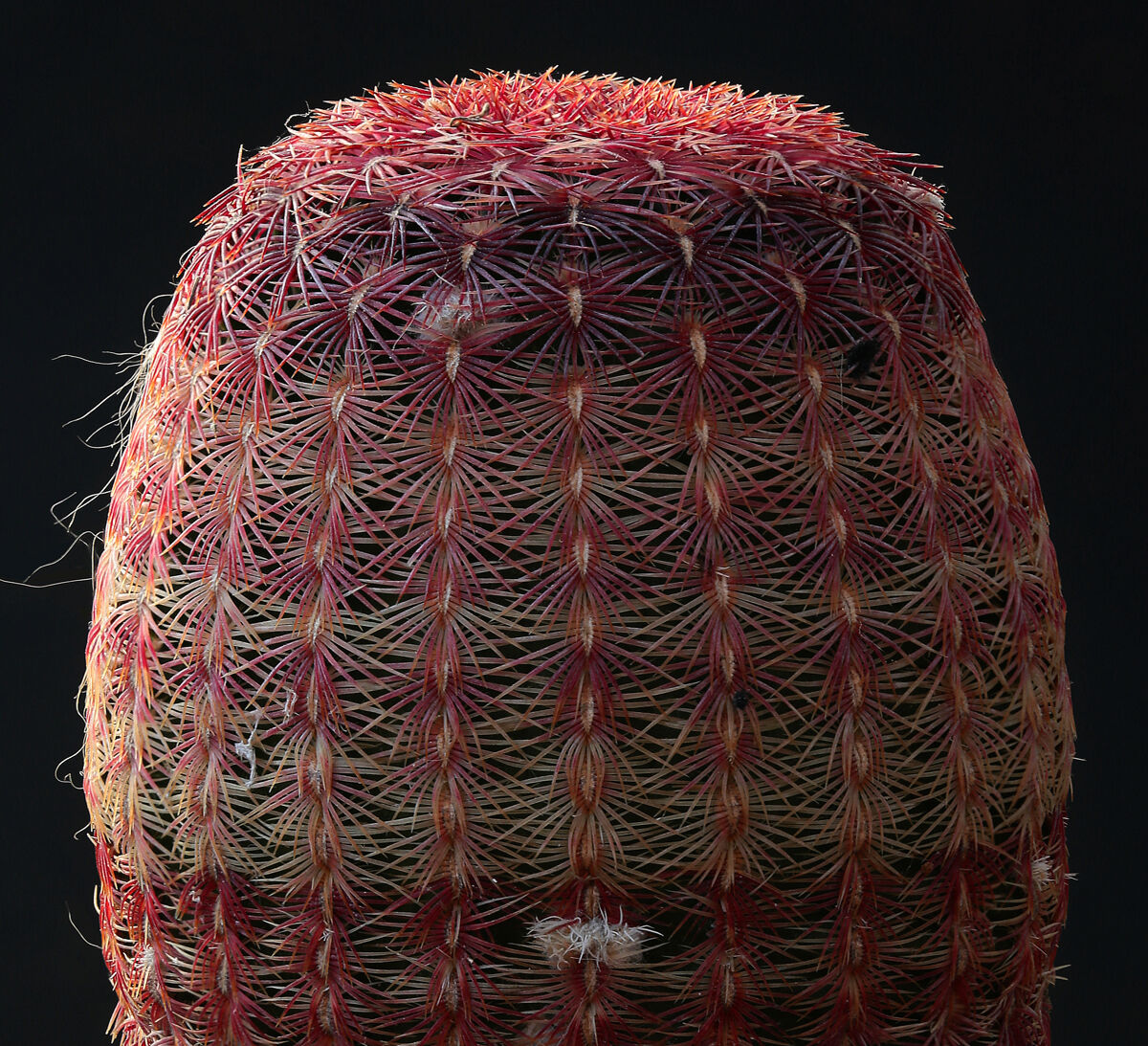 Echinocereus rubrispinus (forma L 88)