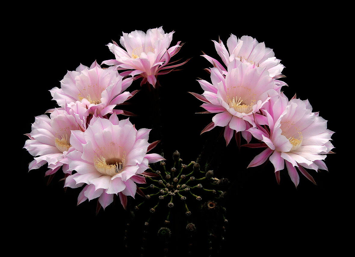 Echinopsis eyriesii