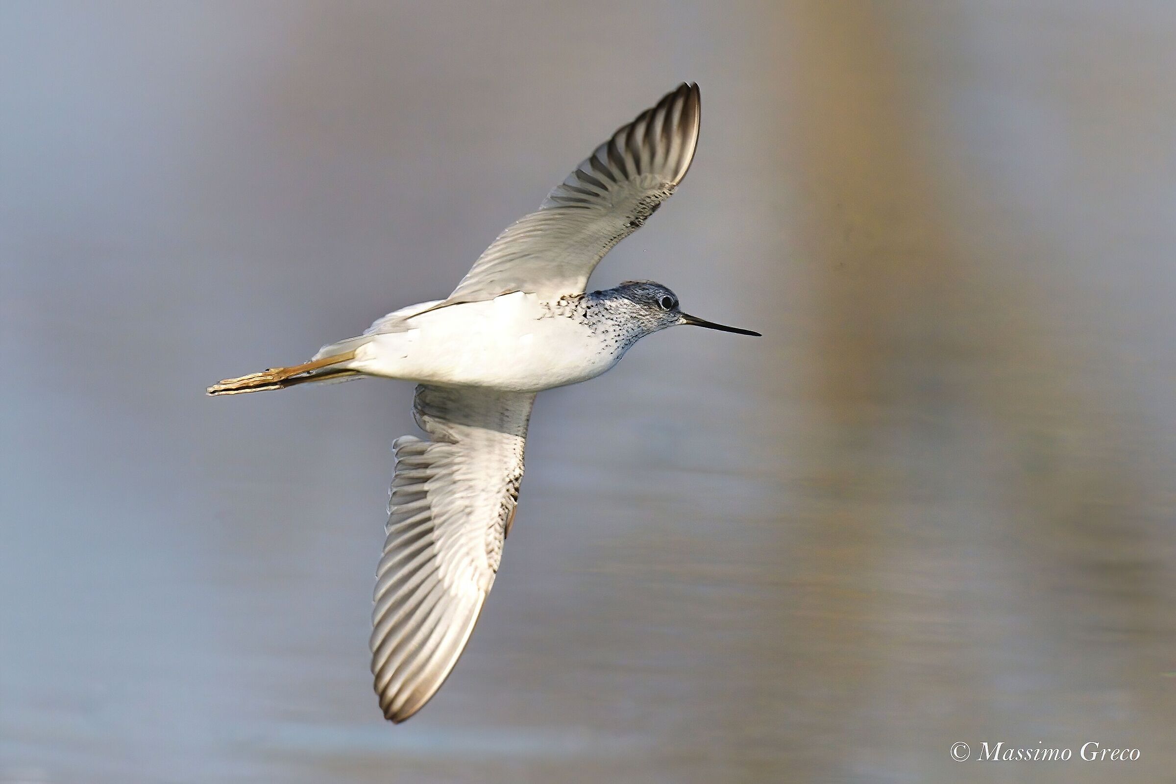 Pantana (Tringa nebularia)