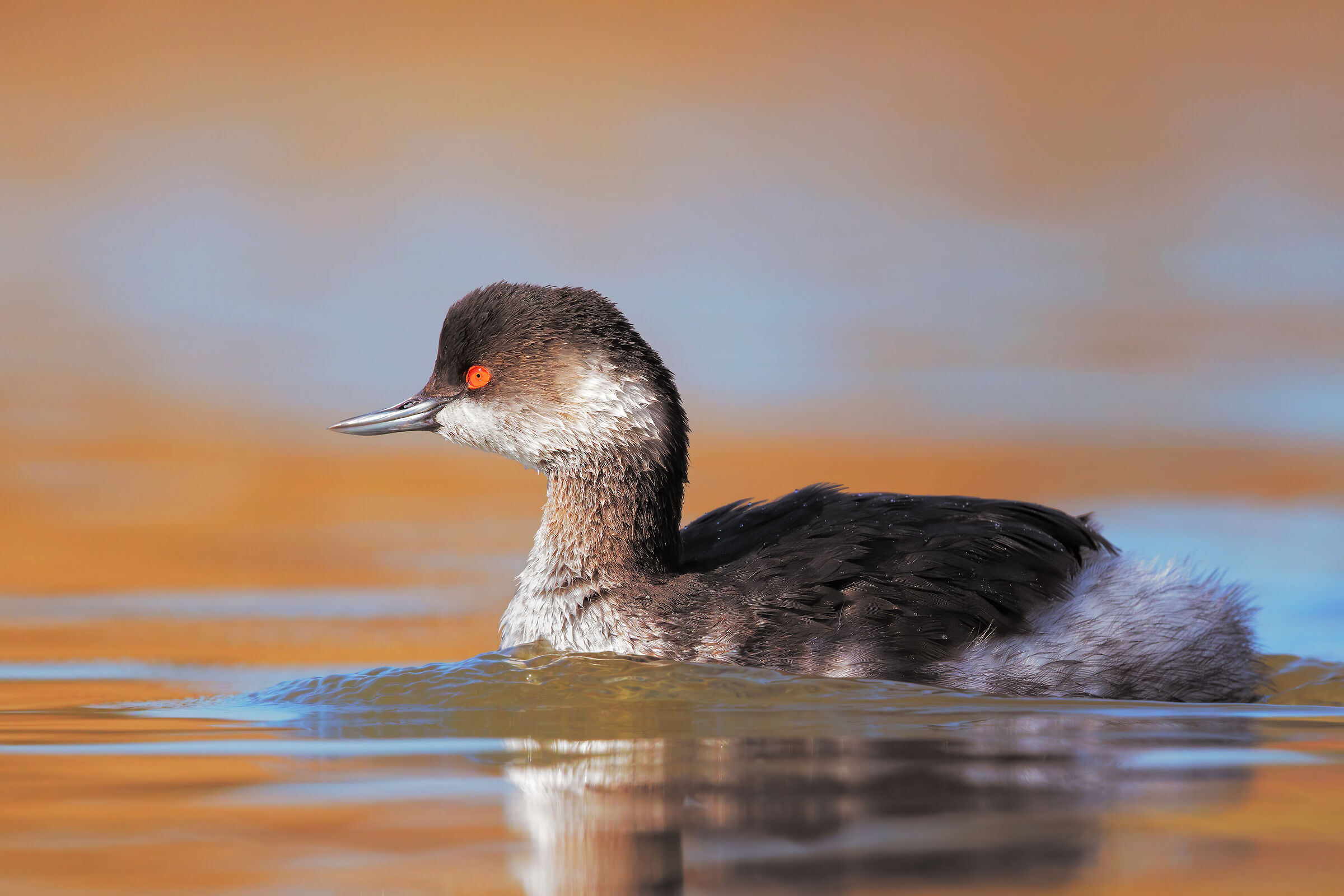 black-necked grebe