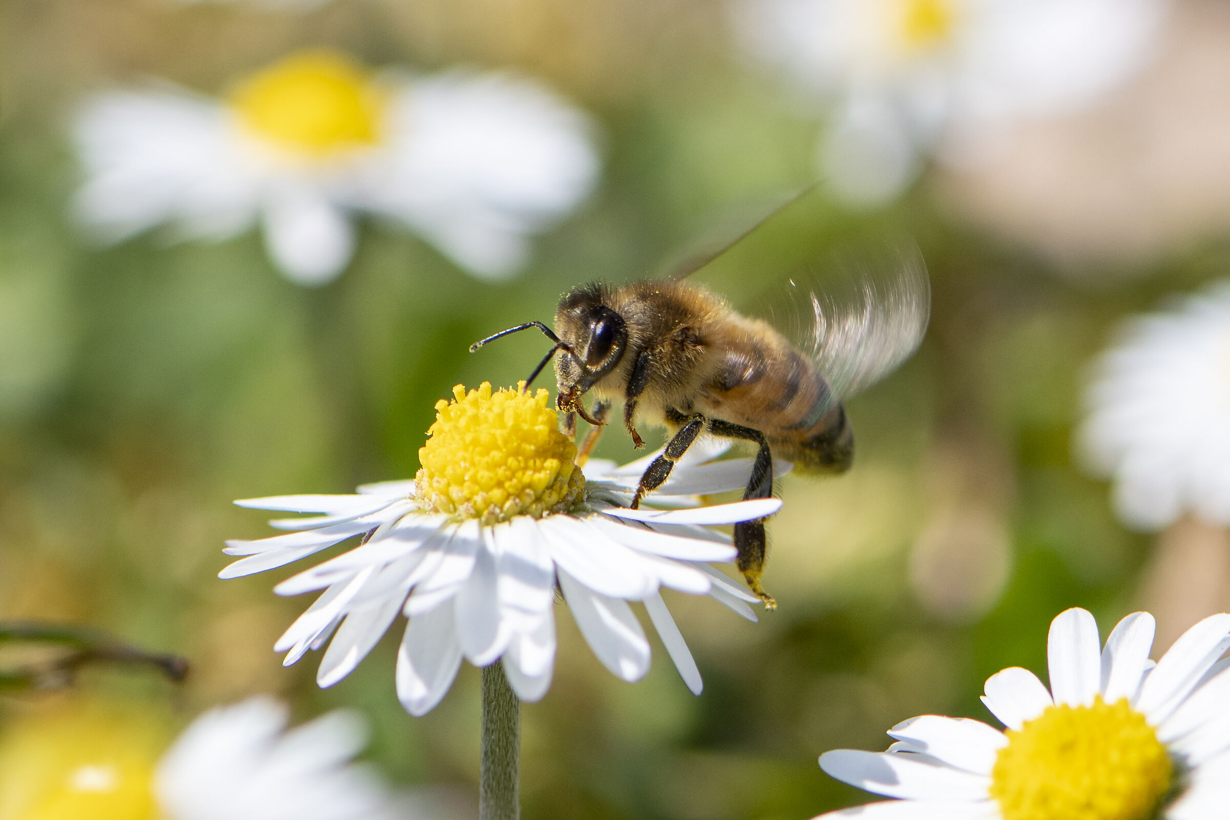 L'ape sulla margherita