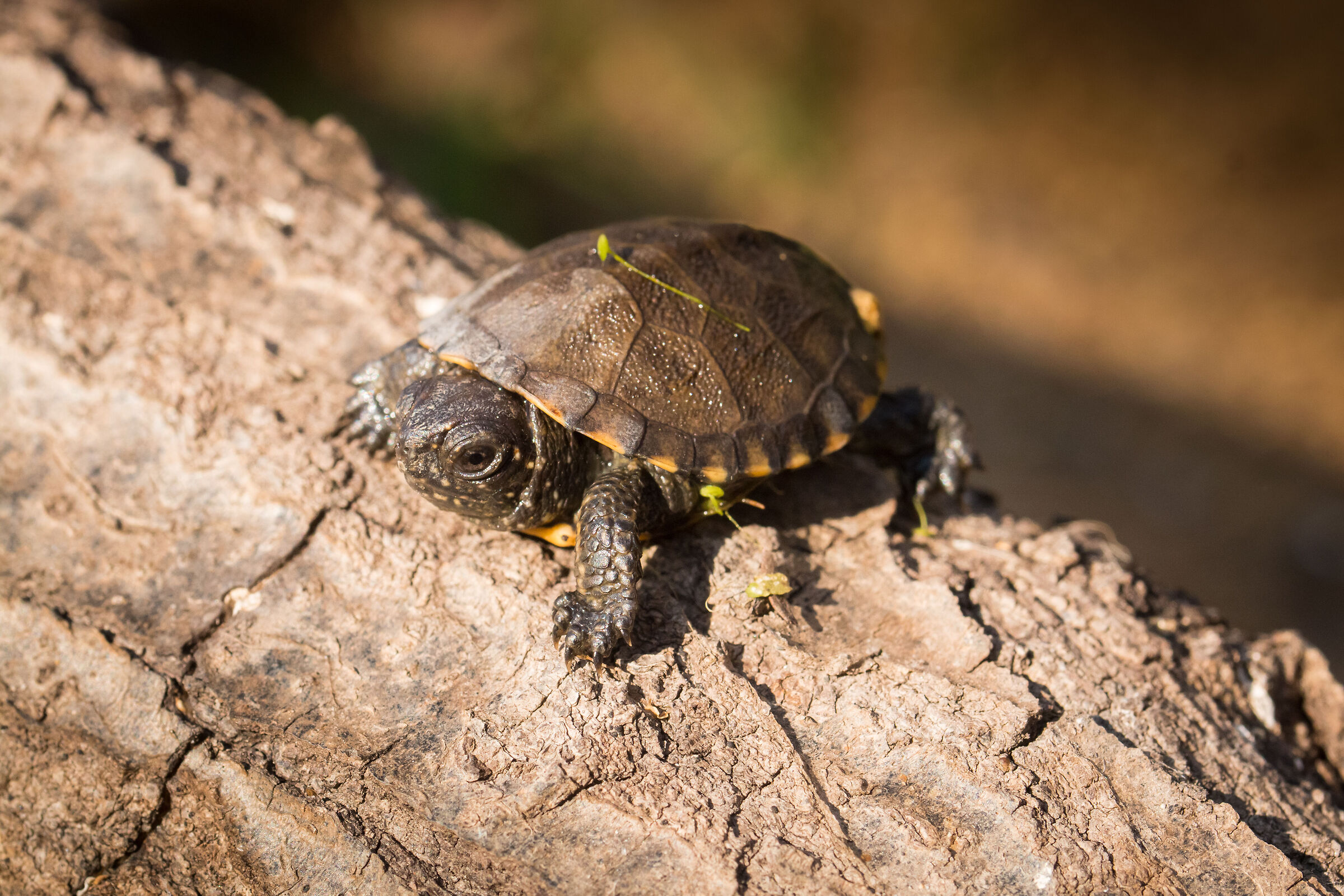 micro turtle