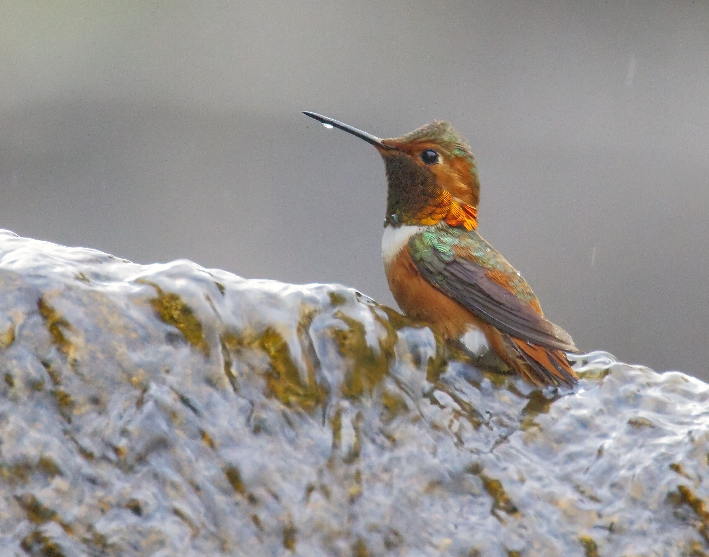 Rufous Hummingbird bathing