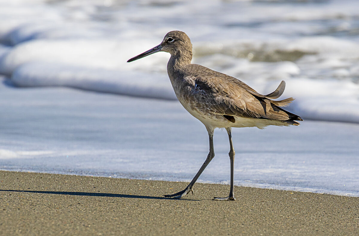 Willet
